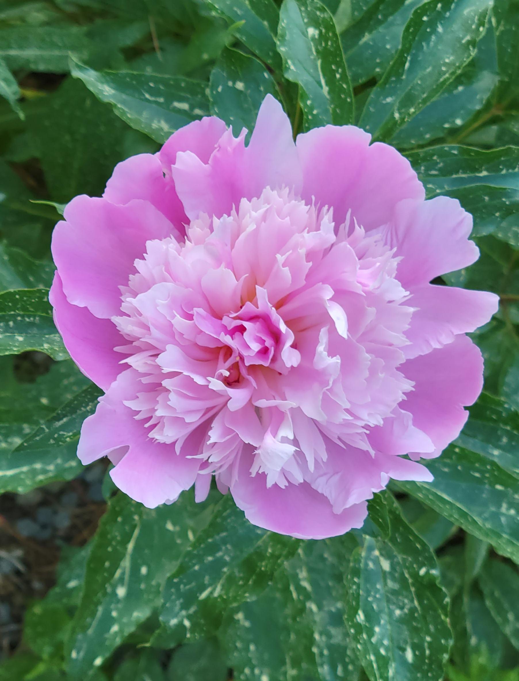 My peony just bloomed! r/plants