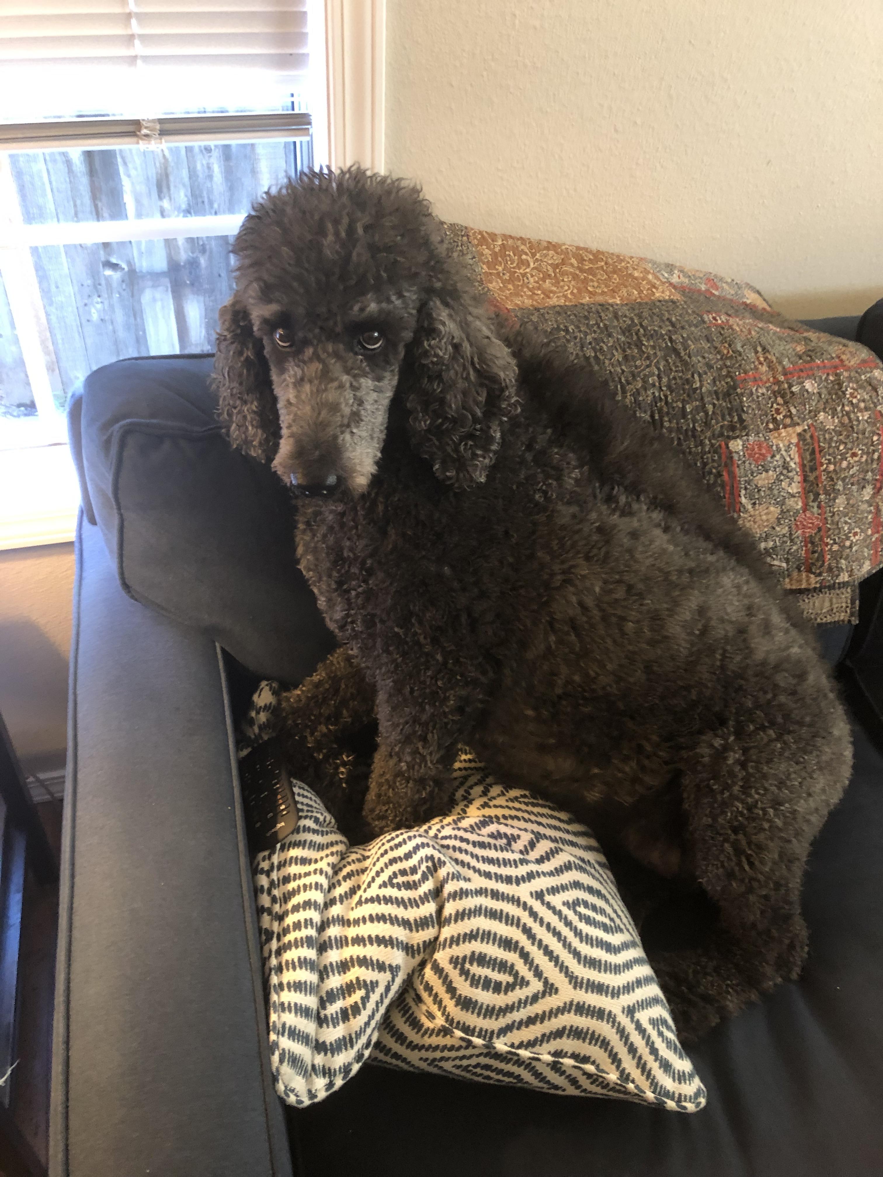 What do you think of my dogs haircut? My husband took my dog Ripley to