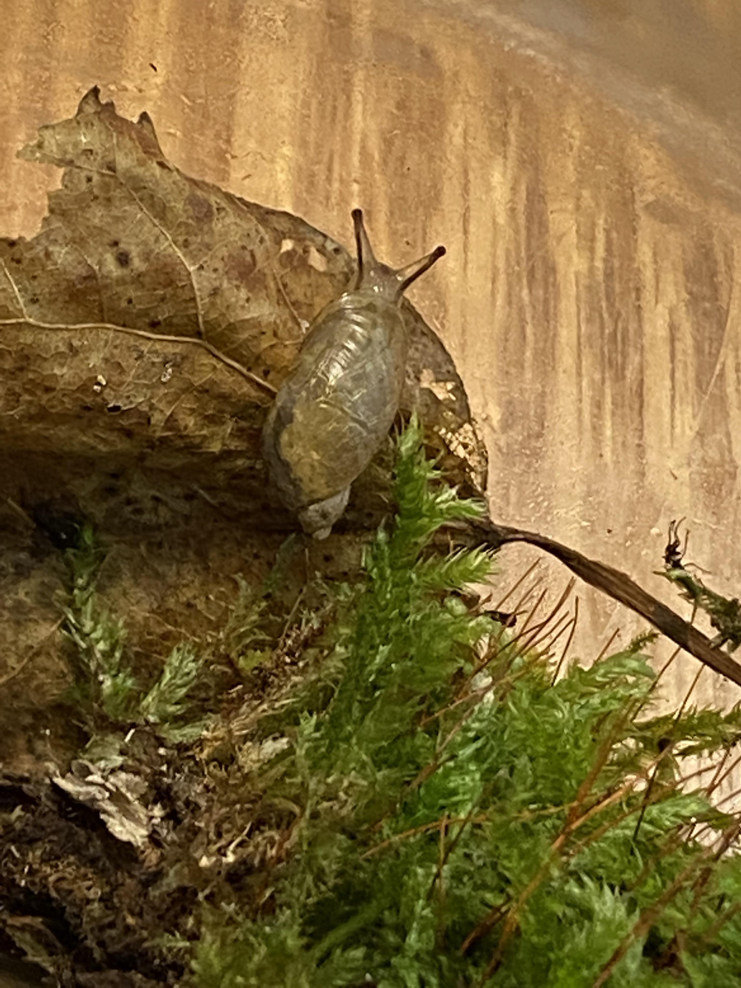 What is this cutie? Found in Michigan. r/snails