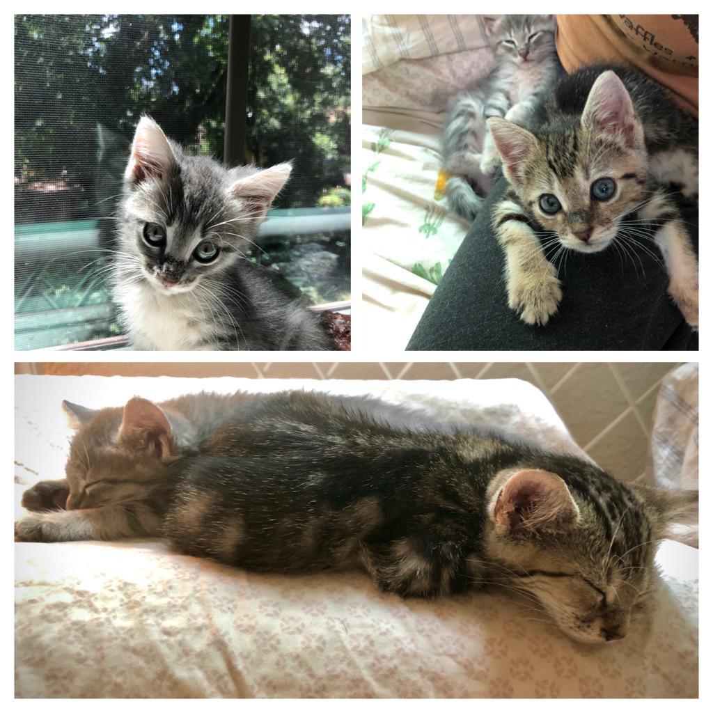 Everyone seemed to like Willow and Hazel, my foster kittens, so here’s