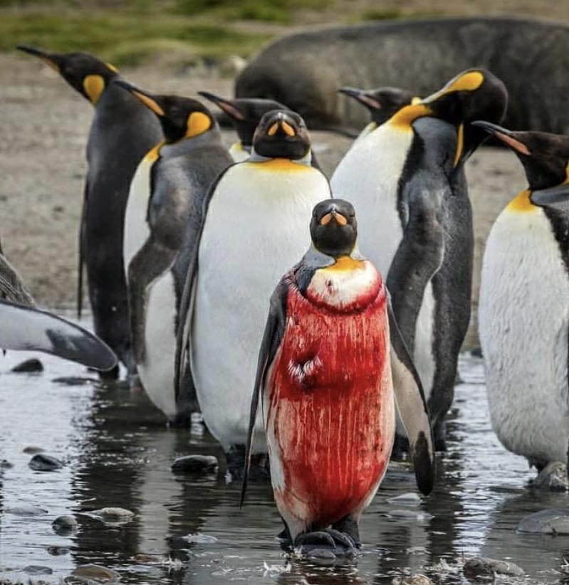 Leopard Seals Eating Emperor Penguins