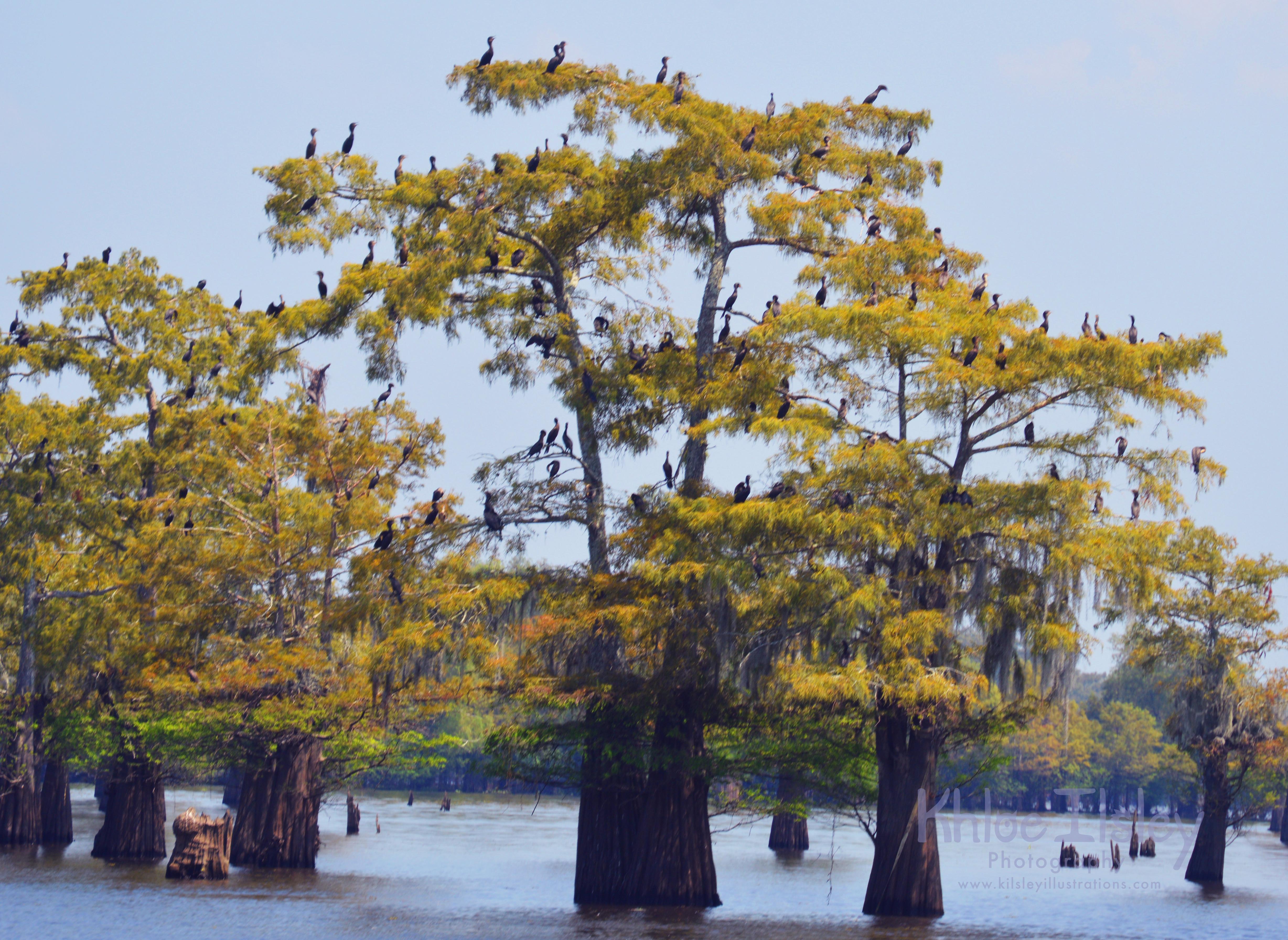🔥 Tree full of cormorants at Atchafalaya Swamp in Louisiana r