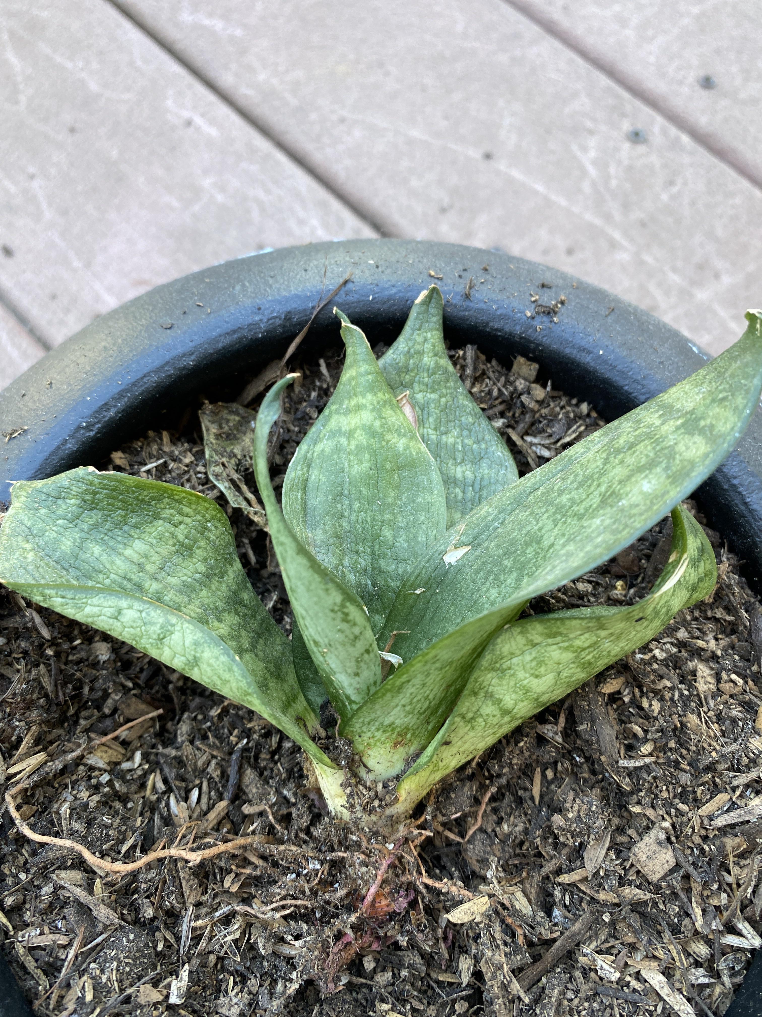 Snake plant is wilty and kinda squishy.. about to be repotted into succulent soil, but I’m not