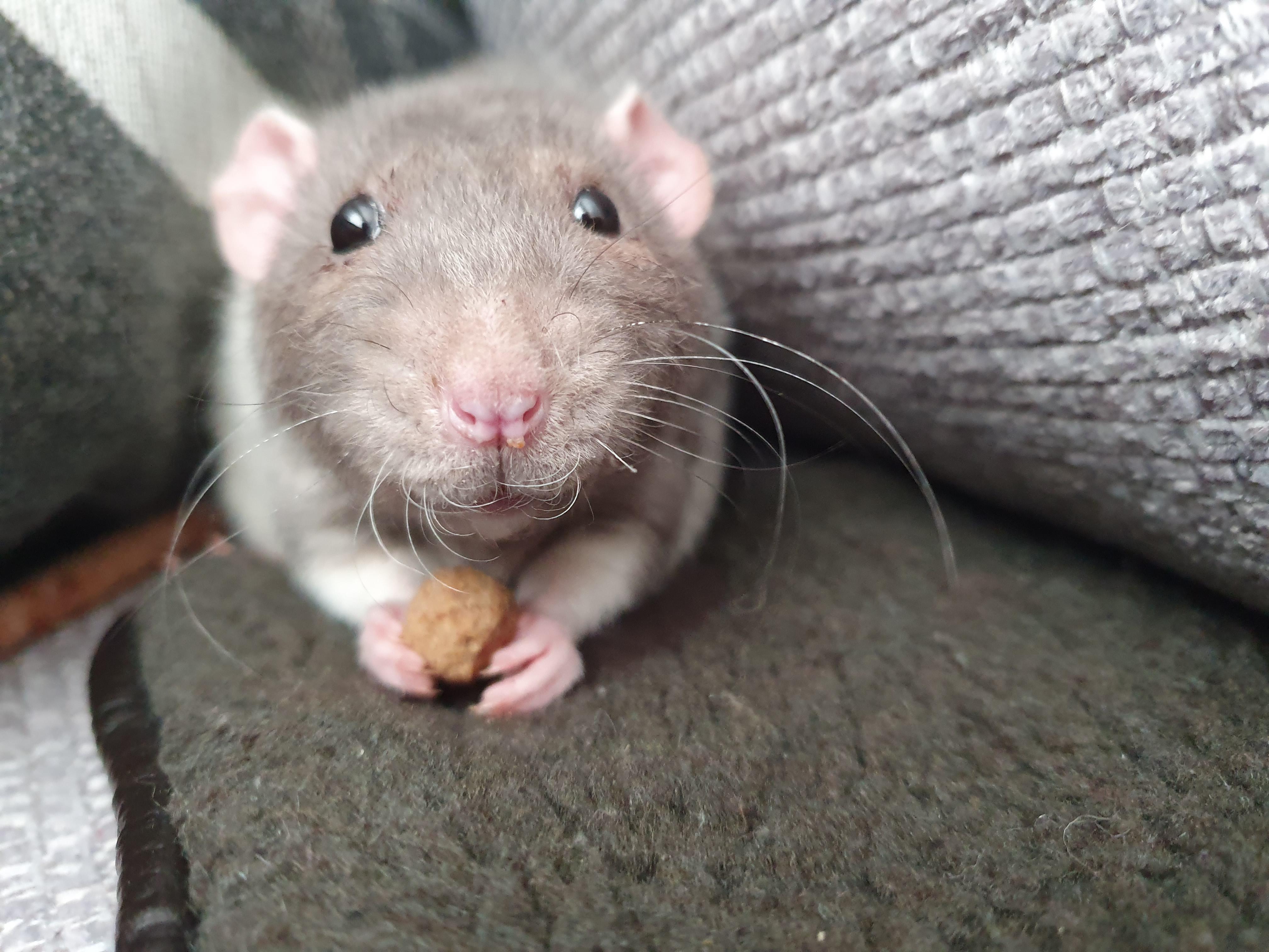 boy eating a nugget r/RATS