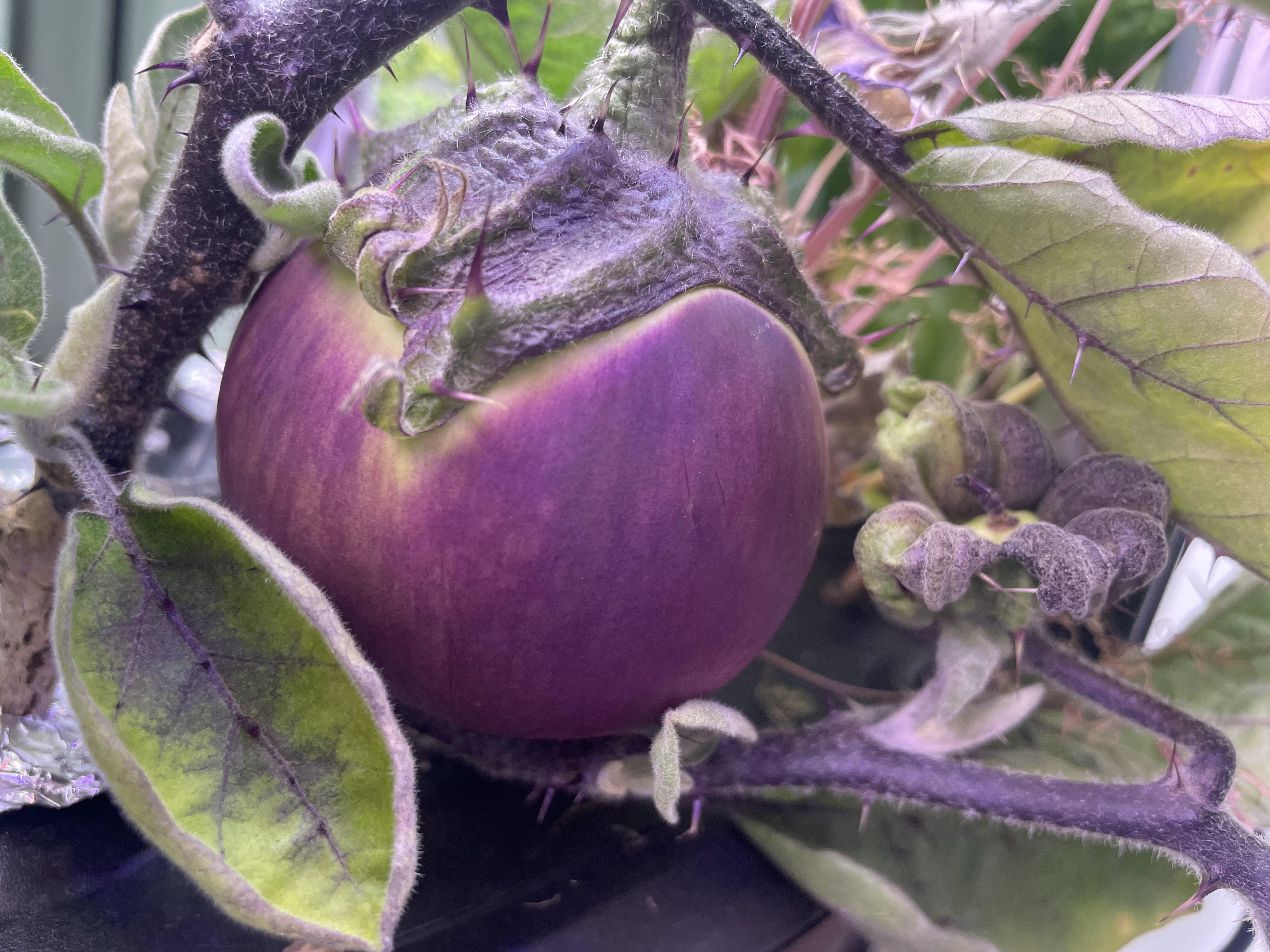 Kamo eggplant? Anyone have a good recipe? Growing it now and I love