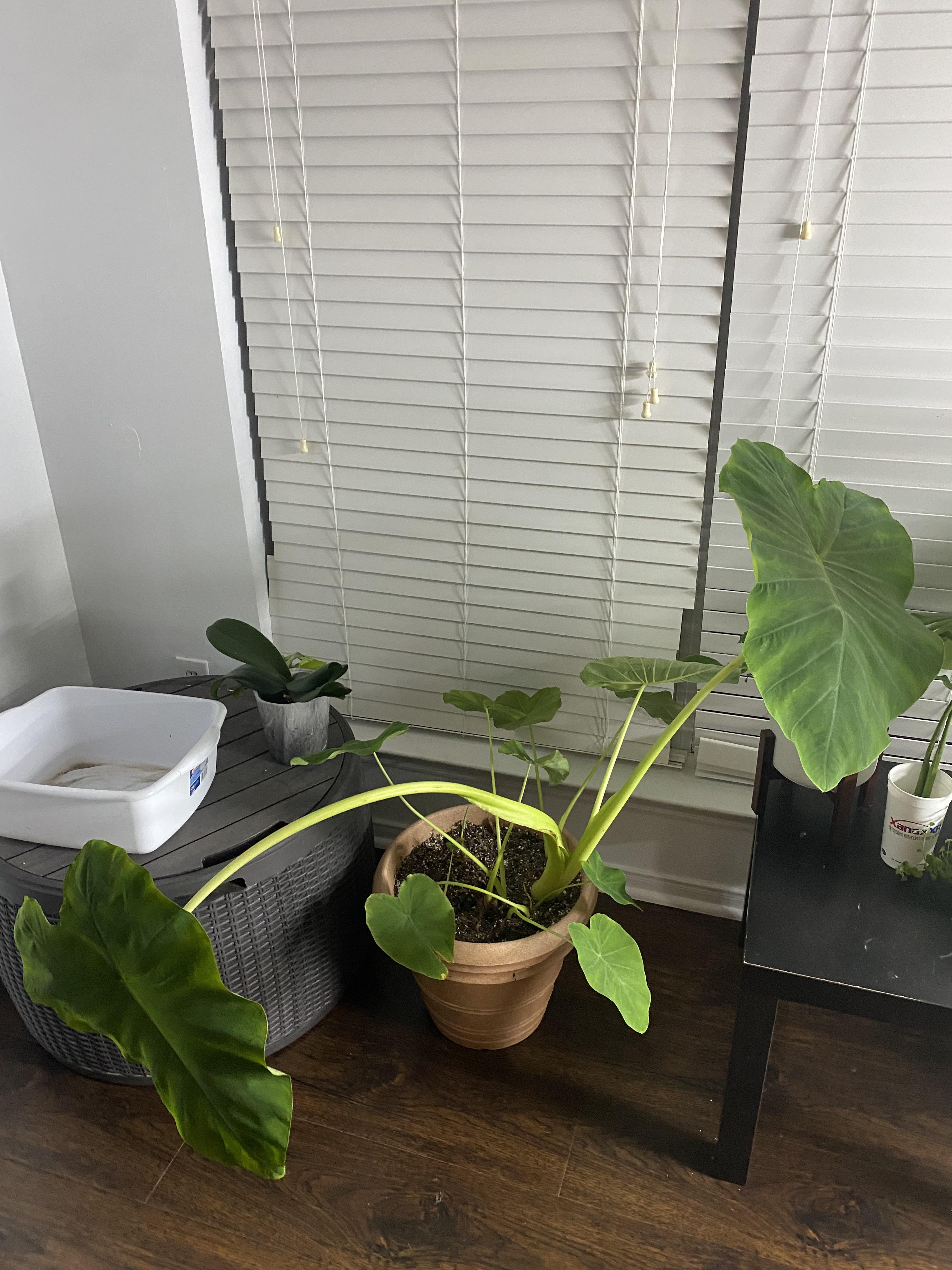 Any idea why my elephant eat is drooping so bad? More details in