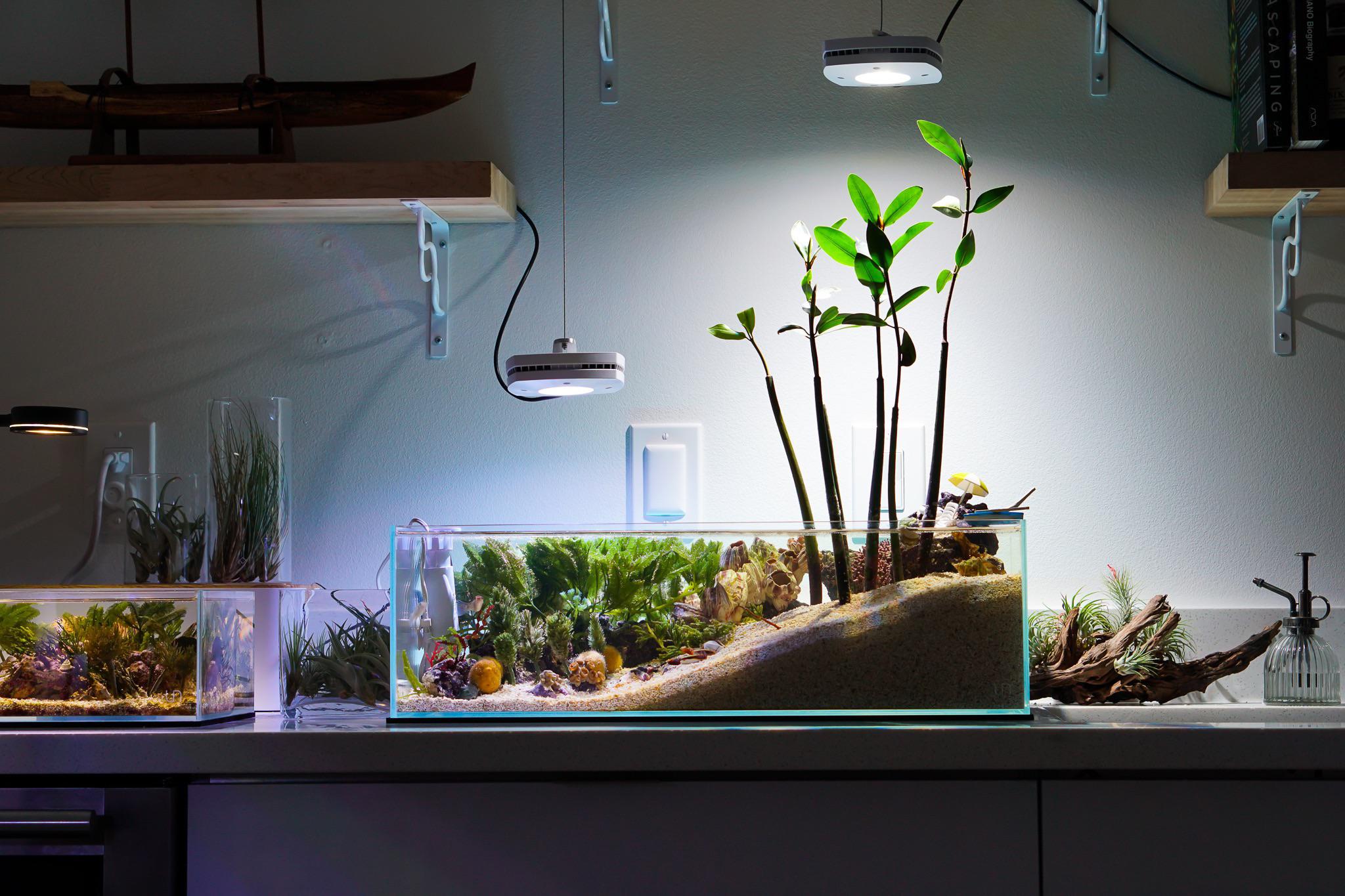 Mangrove Plants In Aquarium