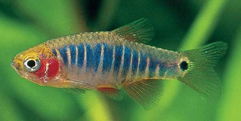 [FT] Columbia, SC 4 Emerald dwarf rasboras for 4 Chilli rasboras