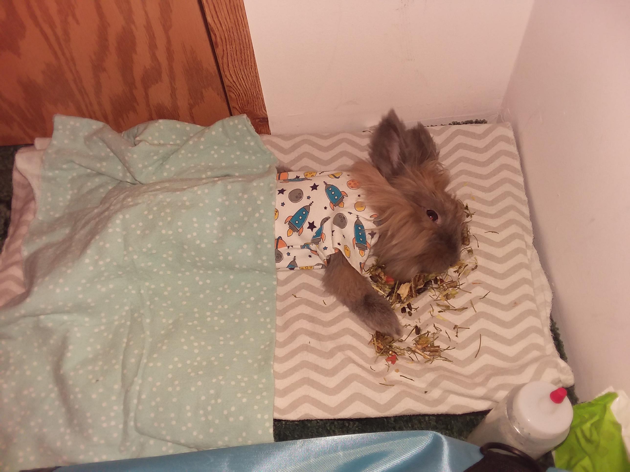 Sleep over at grandma's house😍 r/Rabbits