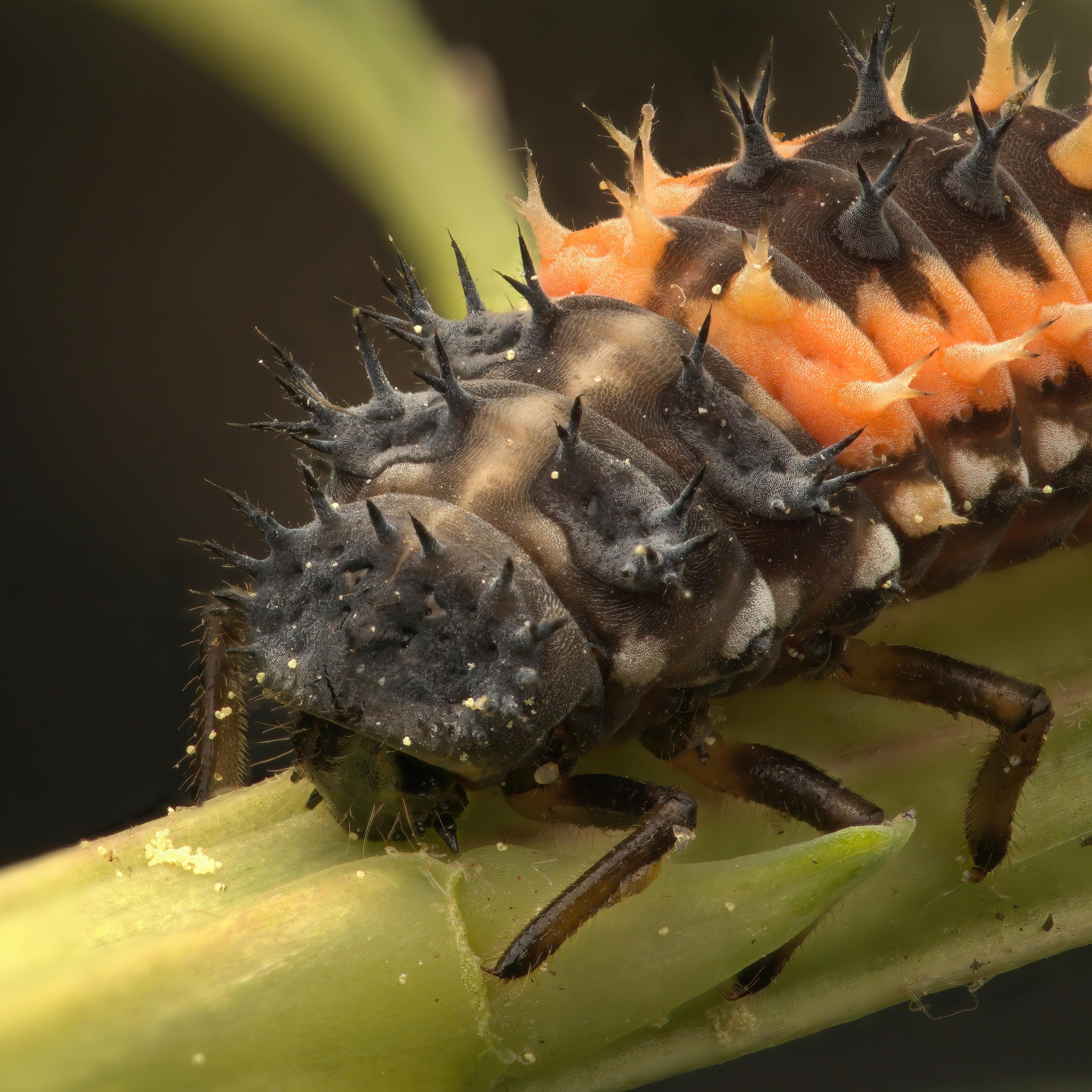 Zoom in to see the insane details of this ladybug nymph! [OC