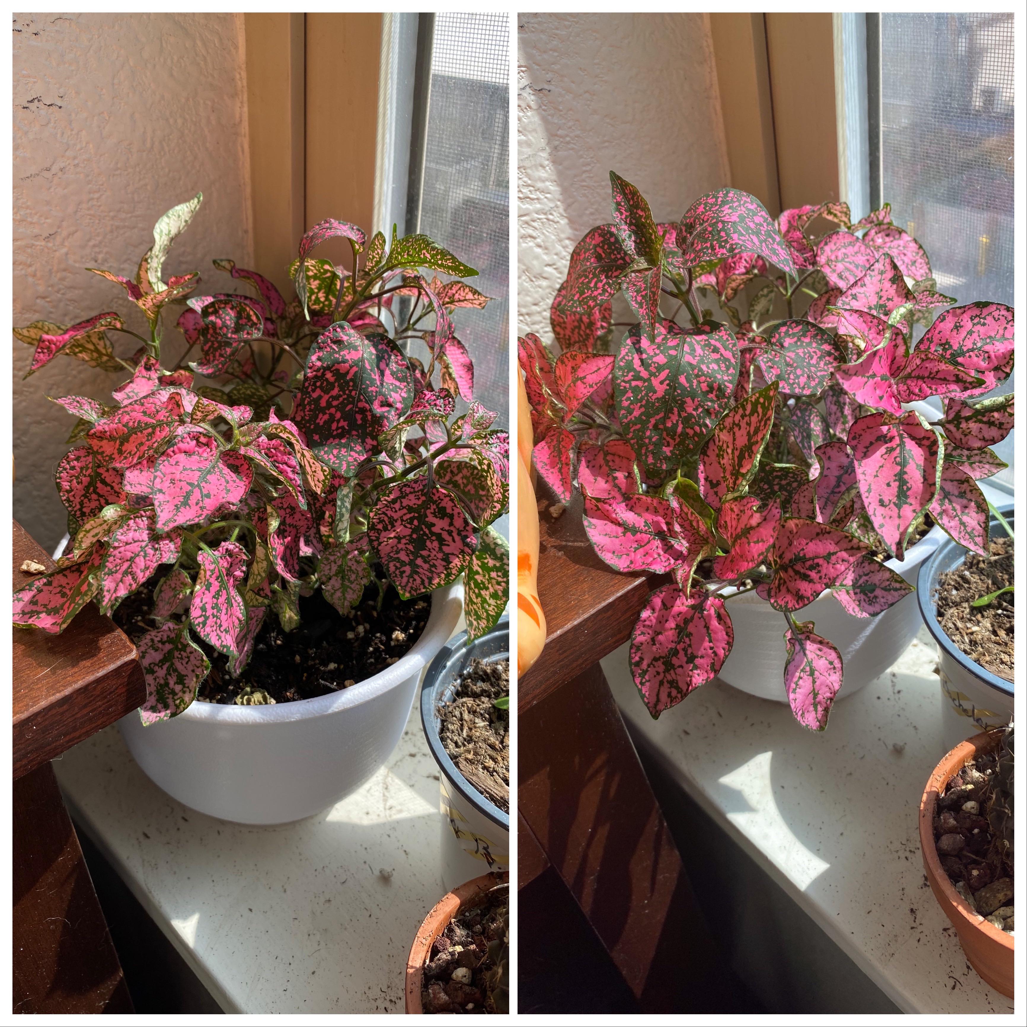 Polka Dot Plants are such drama queens! Before and after watering