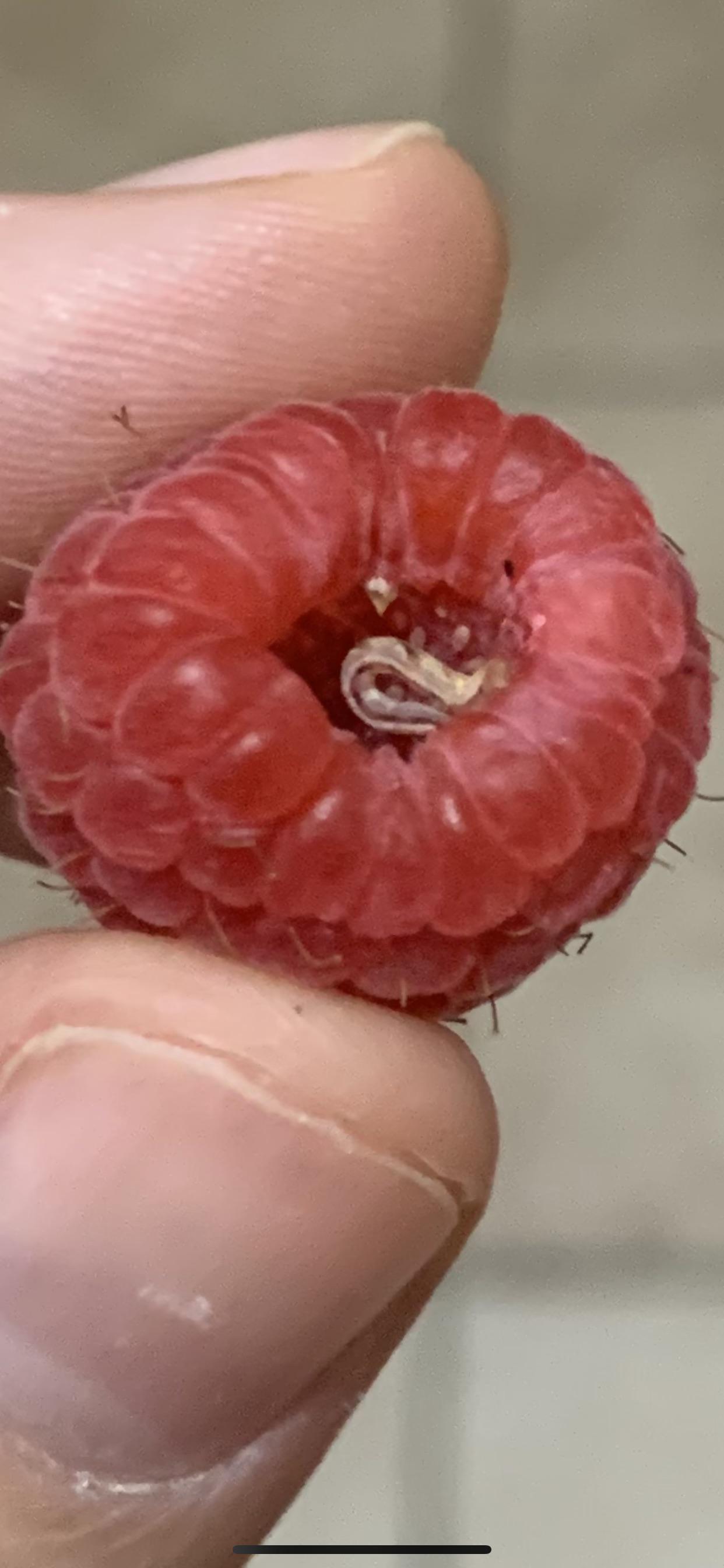 What is this worm in my raspberry? Is it safe to eat the other
