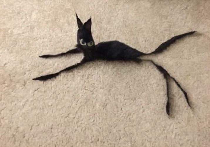 Skinny black kitty, the one who has no pity r/Bossfight