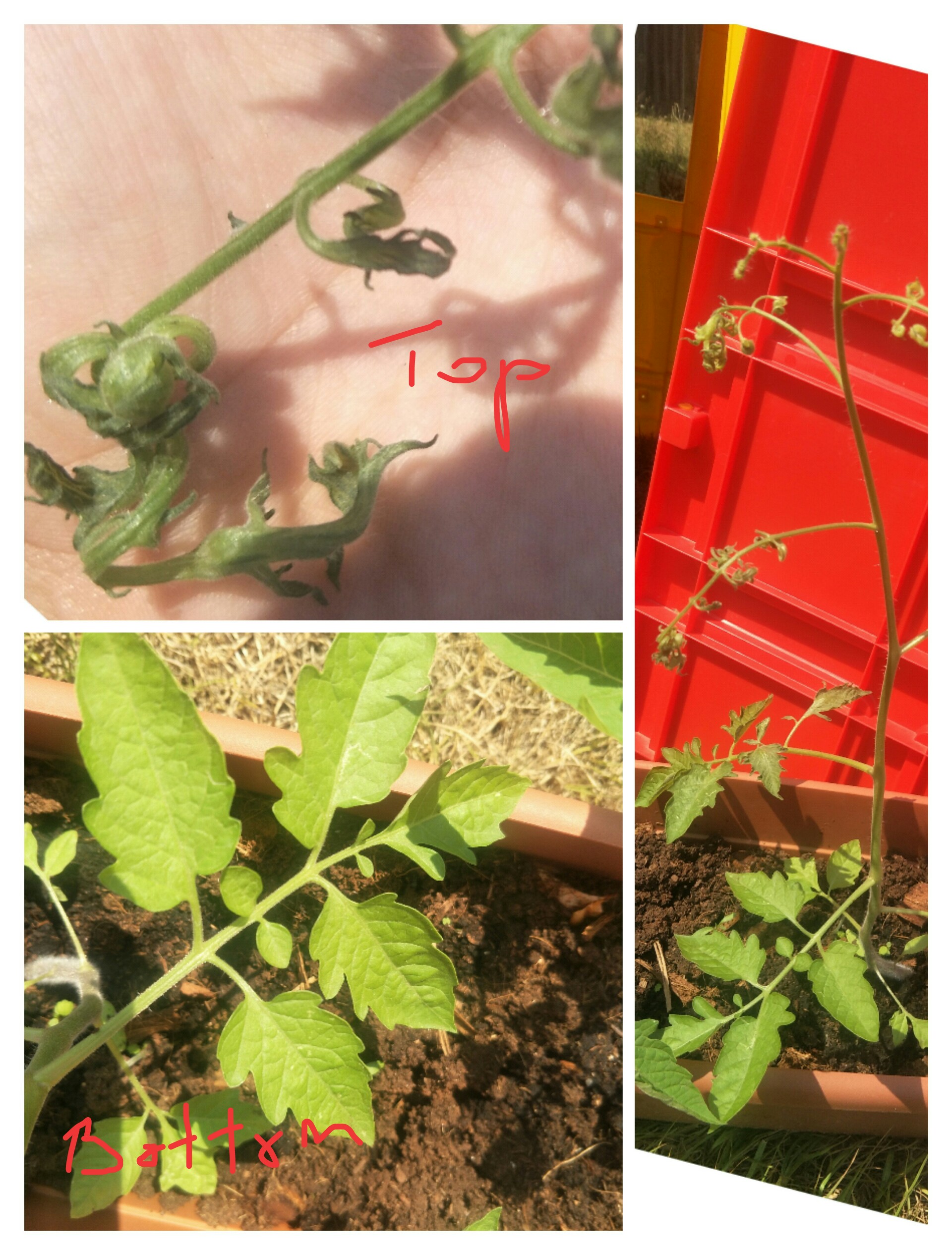 Is my tomato plant sick or overwatered? r/gardening