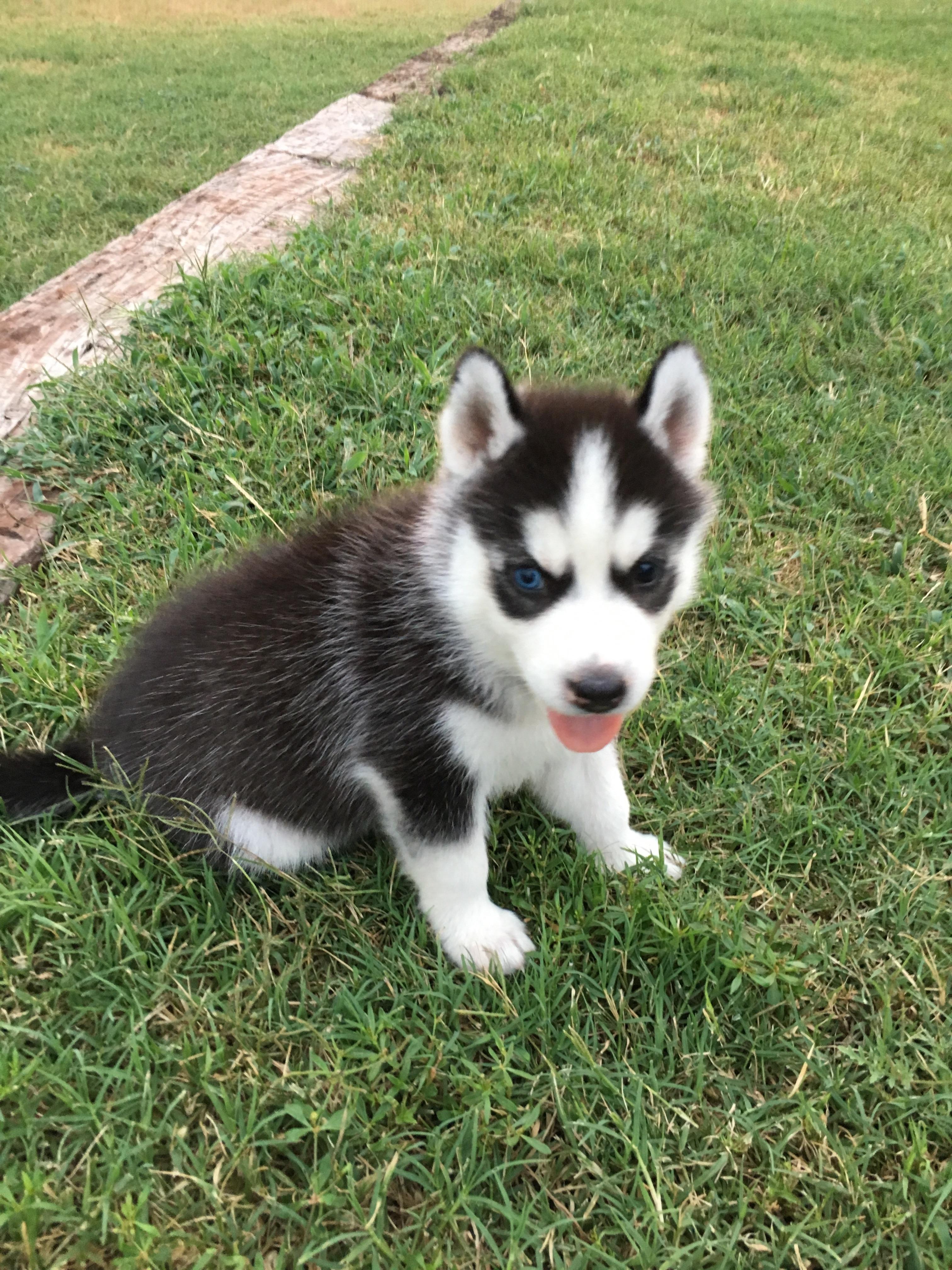 Our new boy Prometheus. 8 weeks old husky