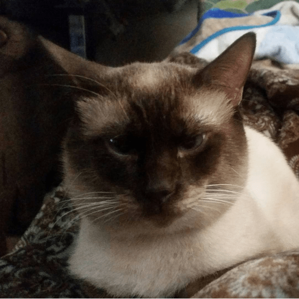 If Looks Could Kill..... cats