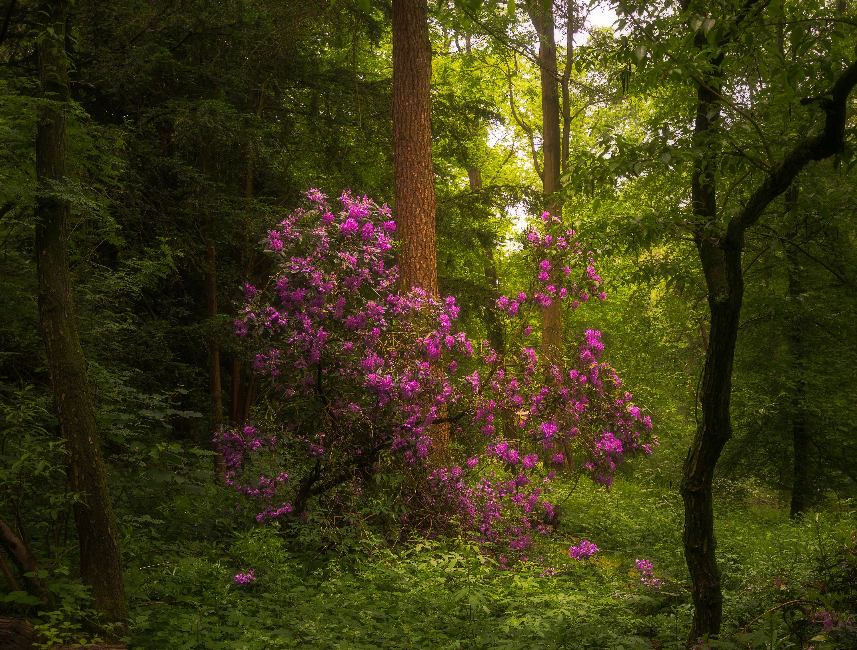 Stumbled upon these beautiful flowers in a Belgian Forest [OC