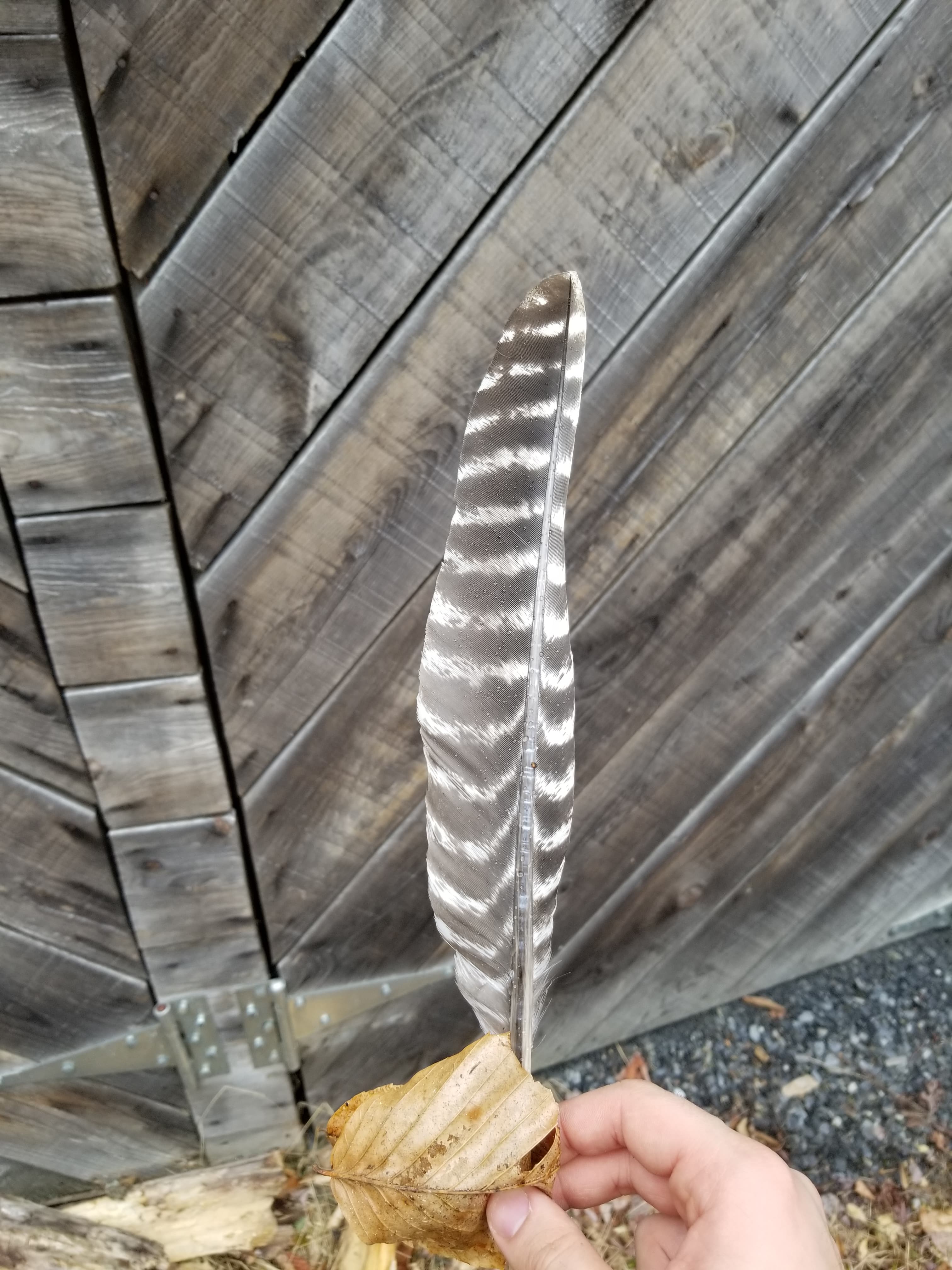Found feather r/whatsthisbird