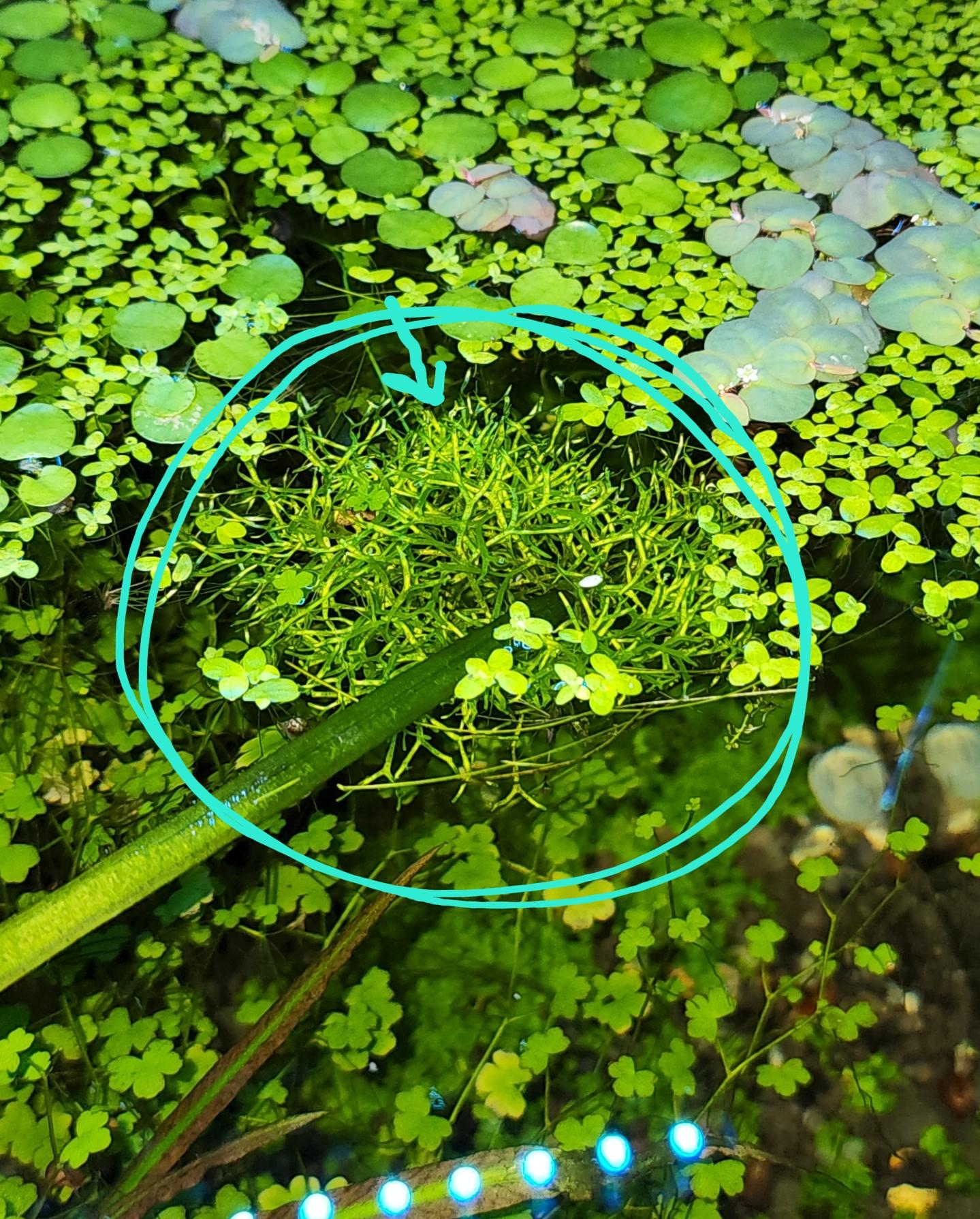 anyone know what this plant is it hitchhiked in and is just growing in