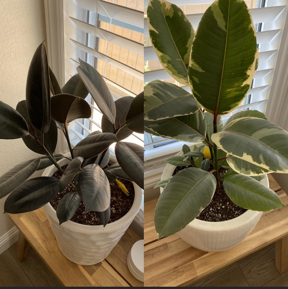 Combine two rubber plants in one big pot? Is that okay? r/houseplants