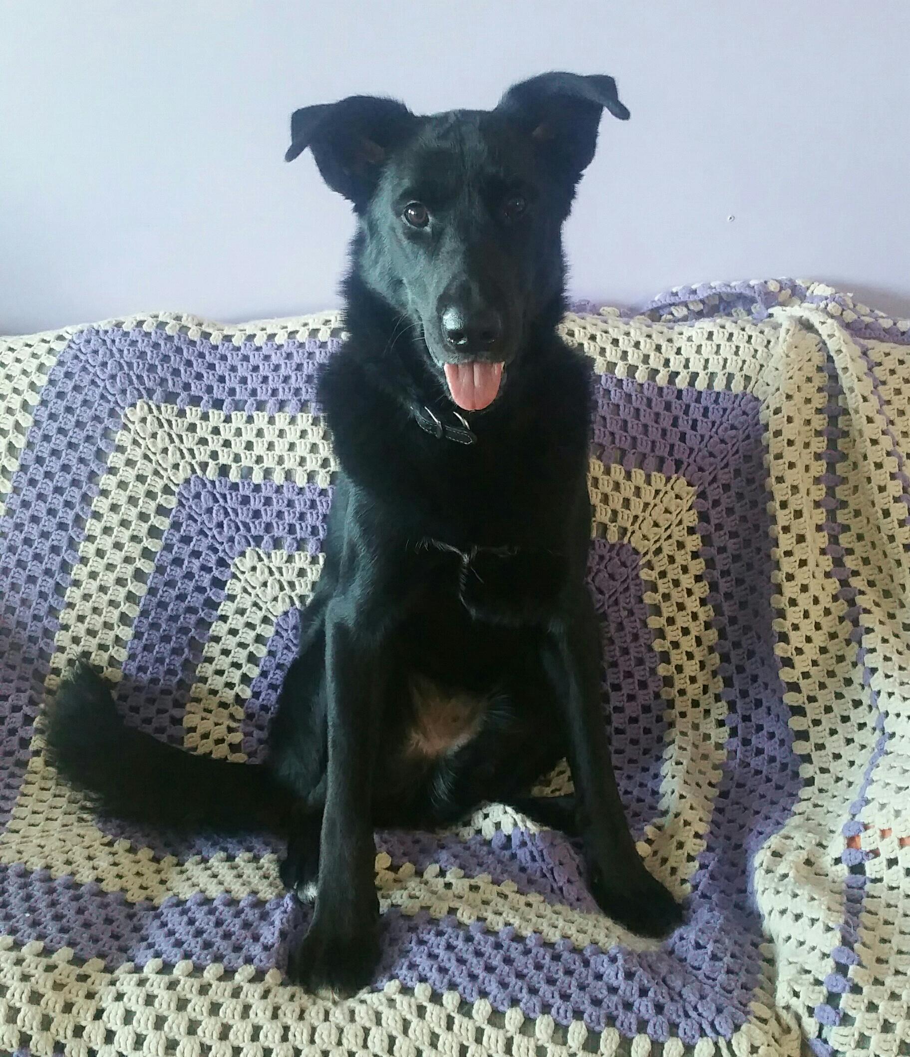 Shepherd / Lab Mix r/lookatmydog