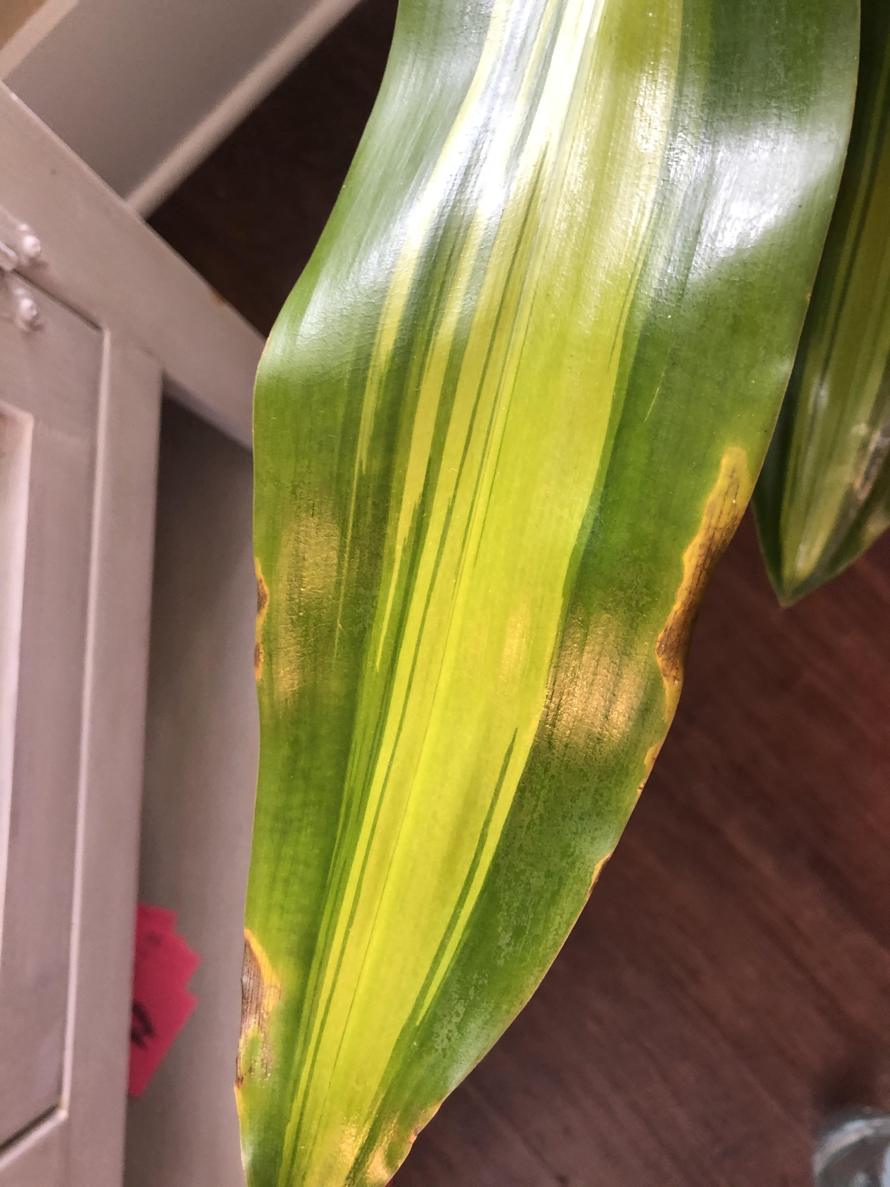 What’s happening to my Dracaena fragrans? The yellowing/browning is on