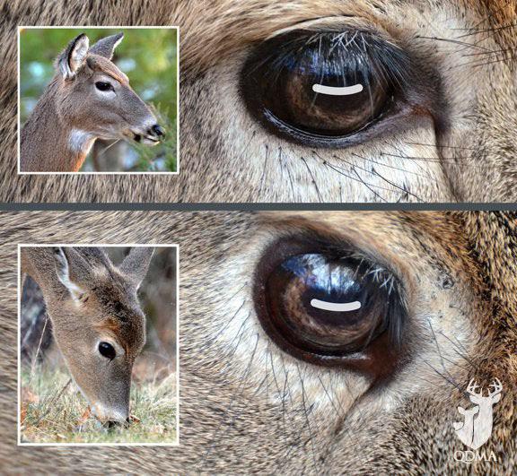 Deer and other grazing animals with horizontal pupils rotate their eyes