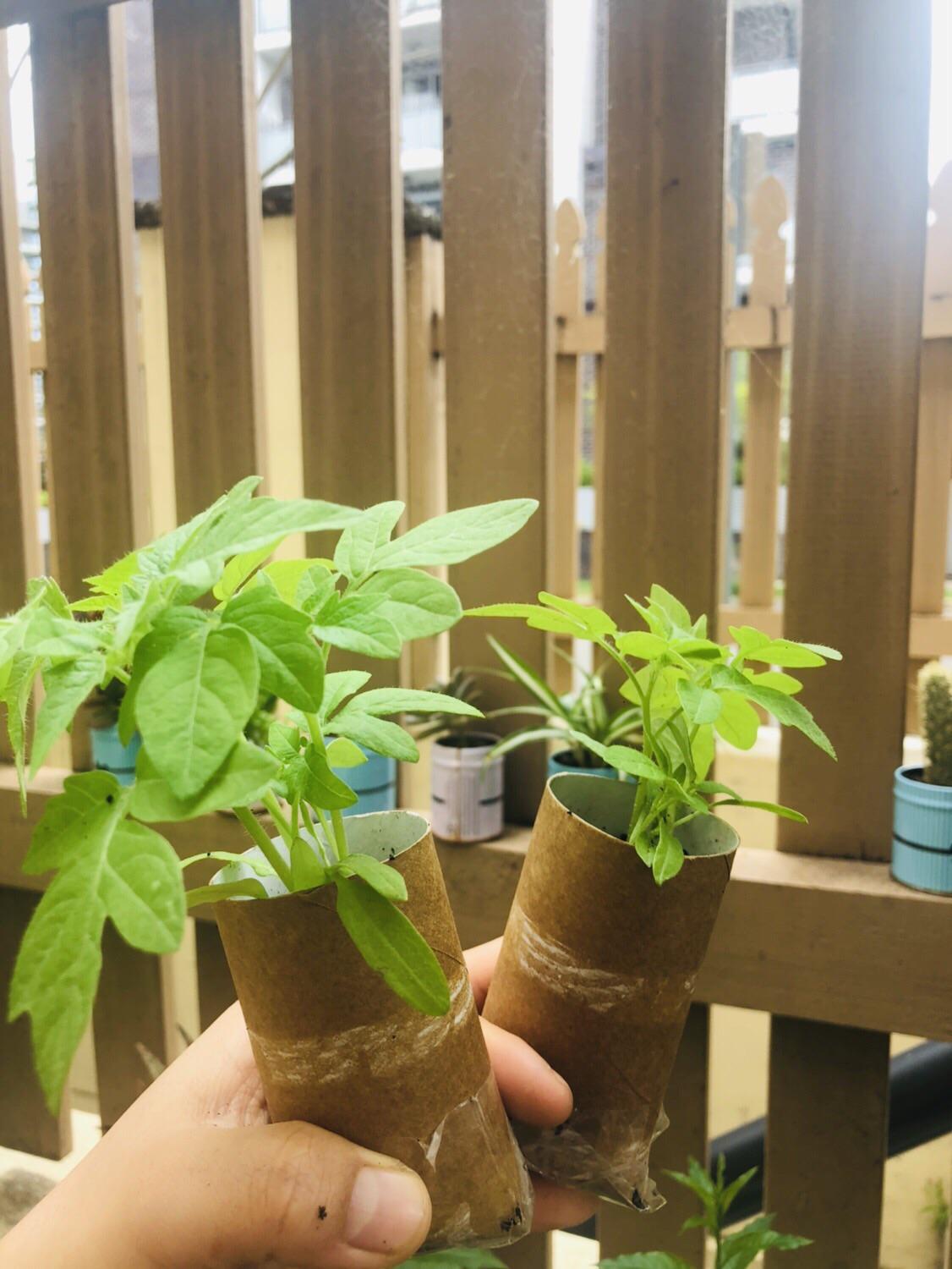 DIY planters using toilet roll 😃 r/gardening