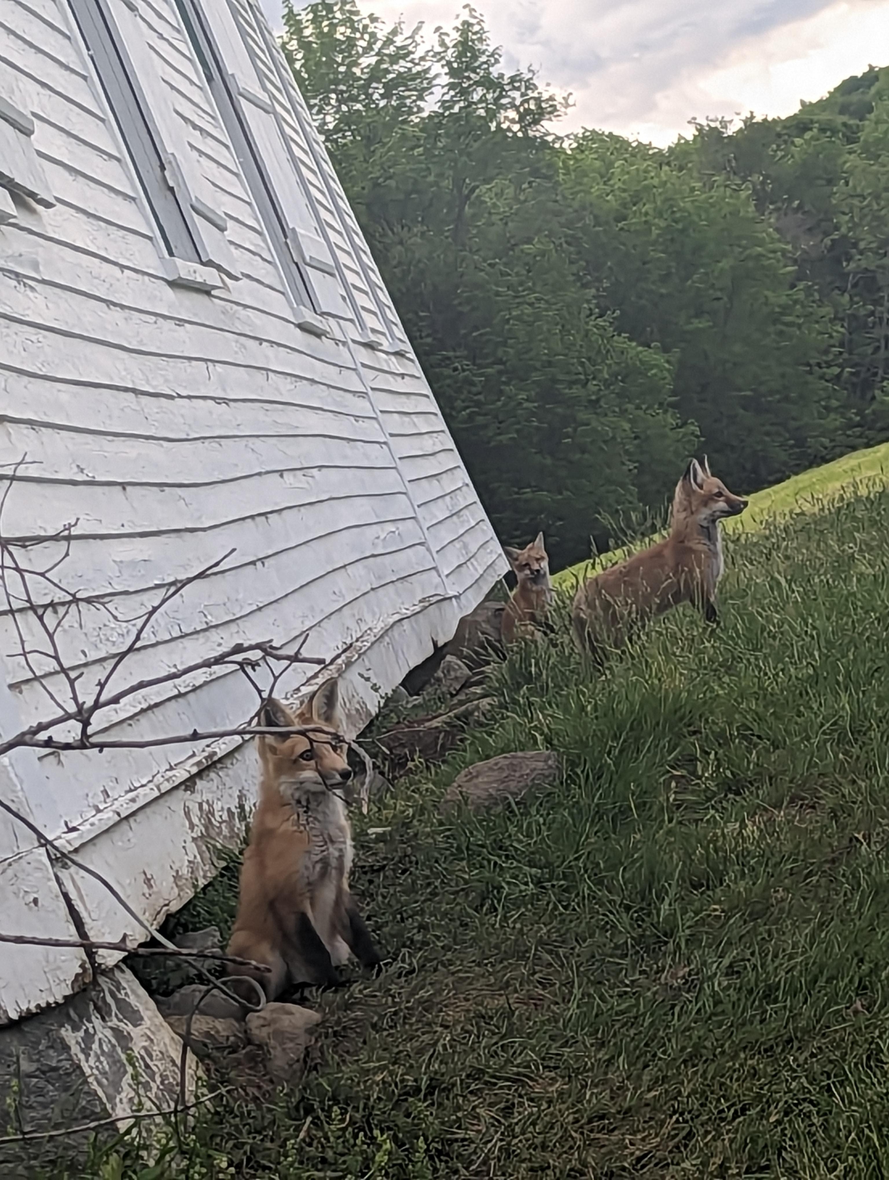 Over by Ryegate Town Office r/vermont