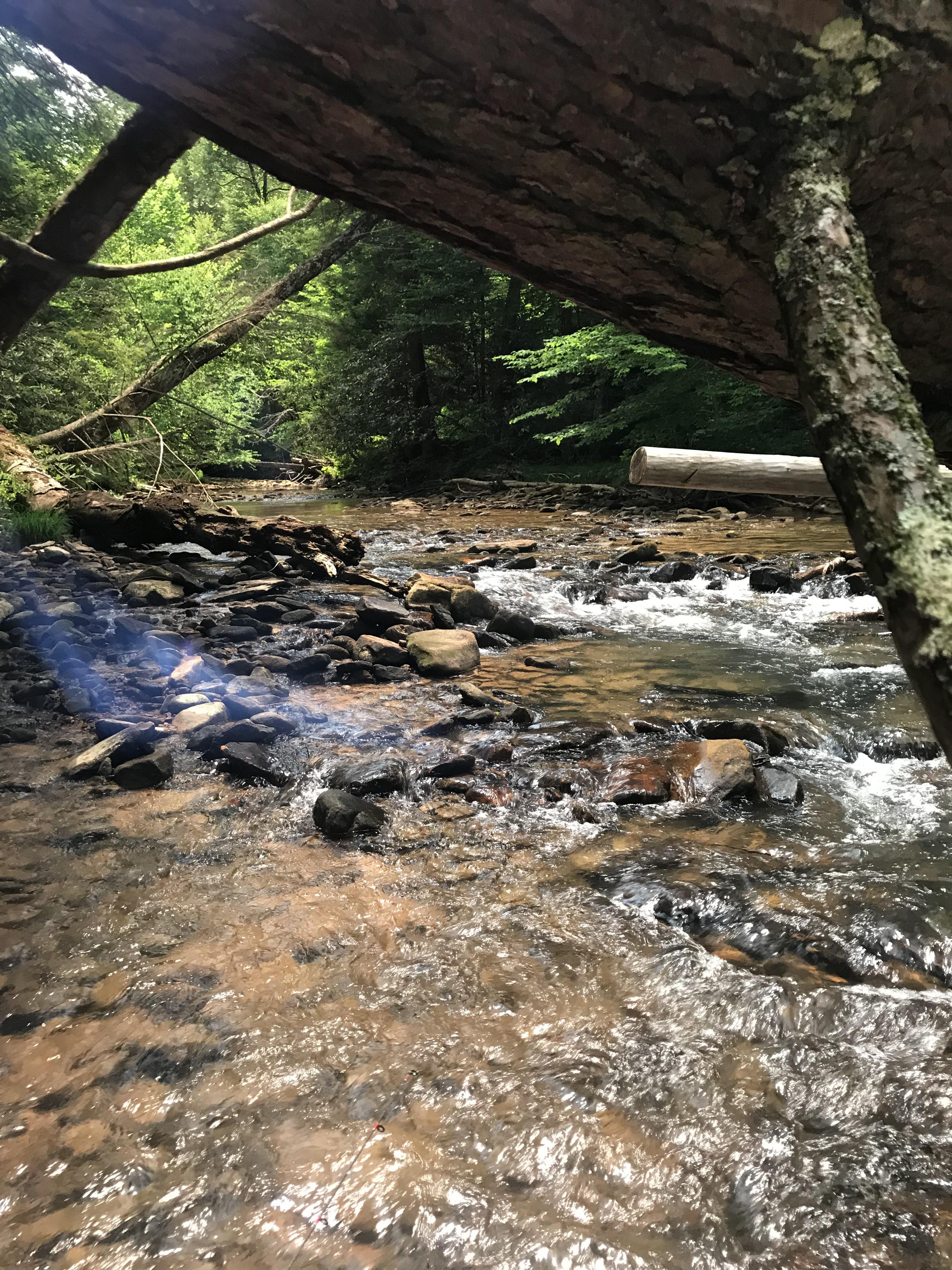 Almost Heaven....West Virginia trout stream r/Fishing