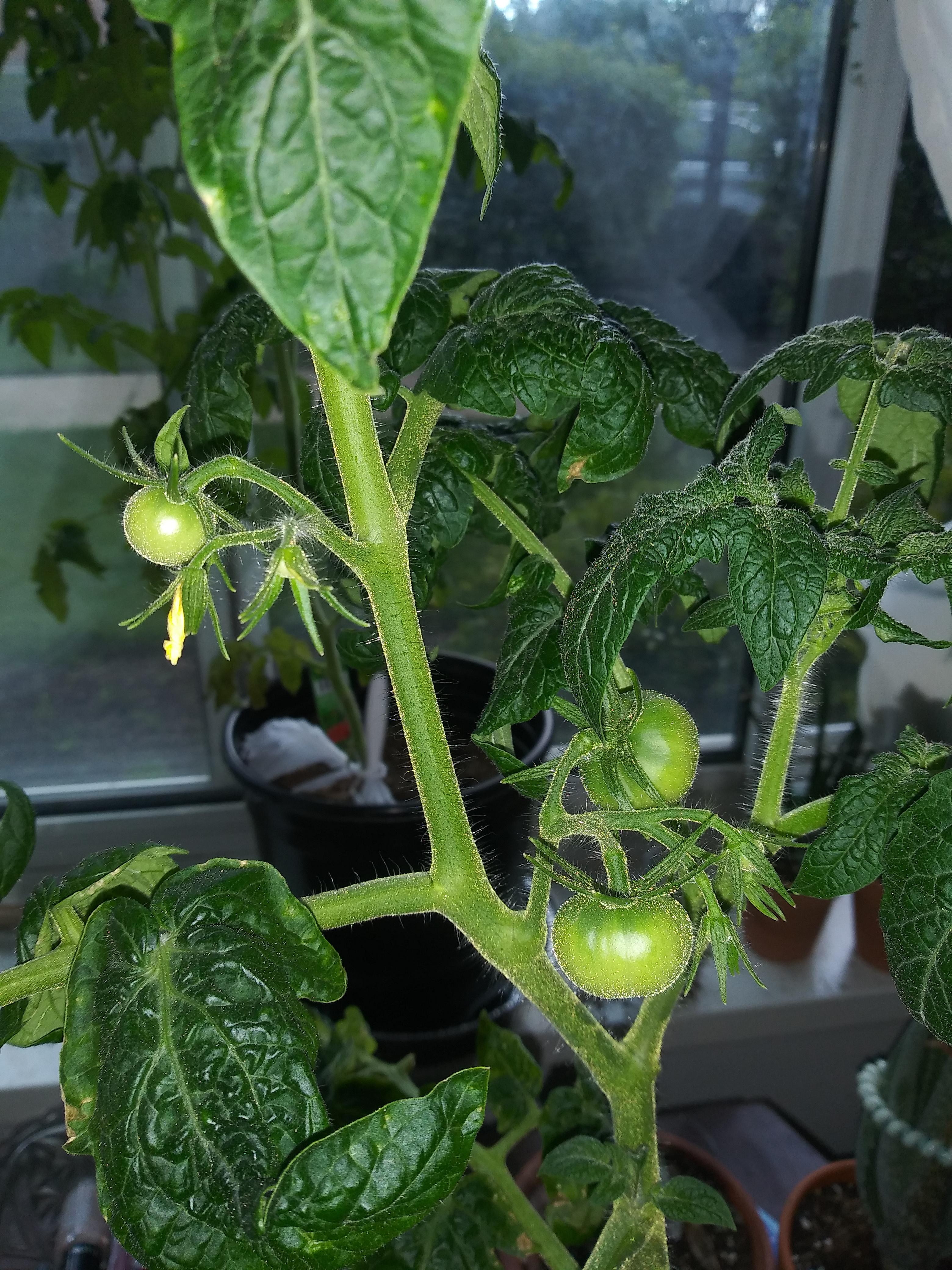 My indoor potted tomato plant is doing nicely now! Hand pollinated