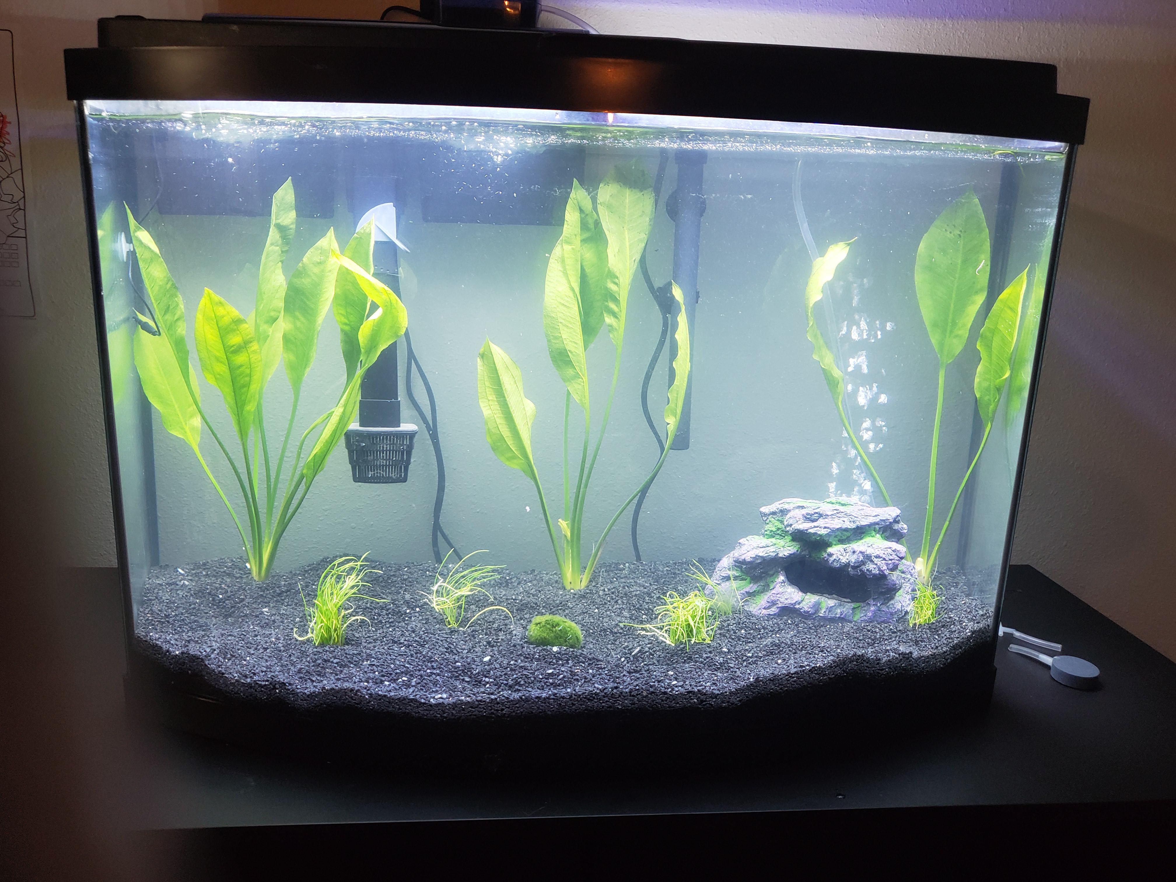 I'm cycling my first planted tank (fishless cycle with fish food) and I