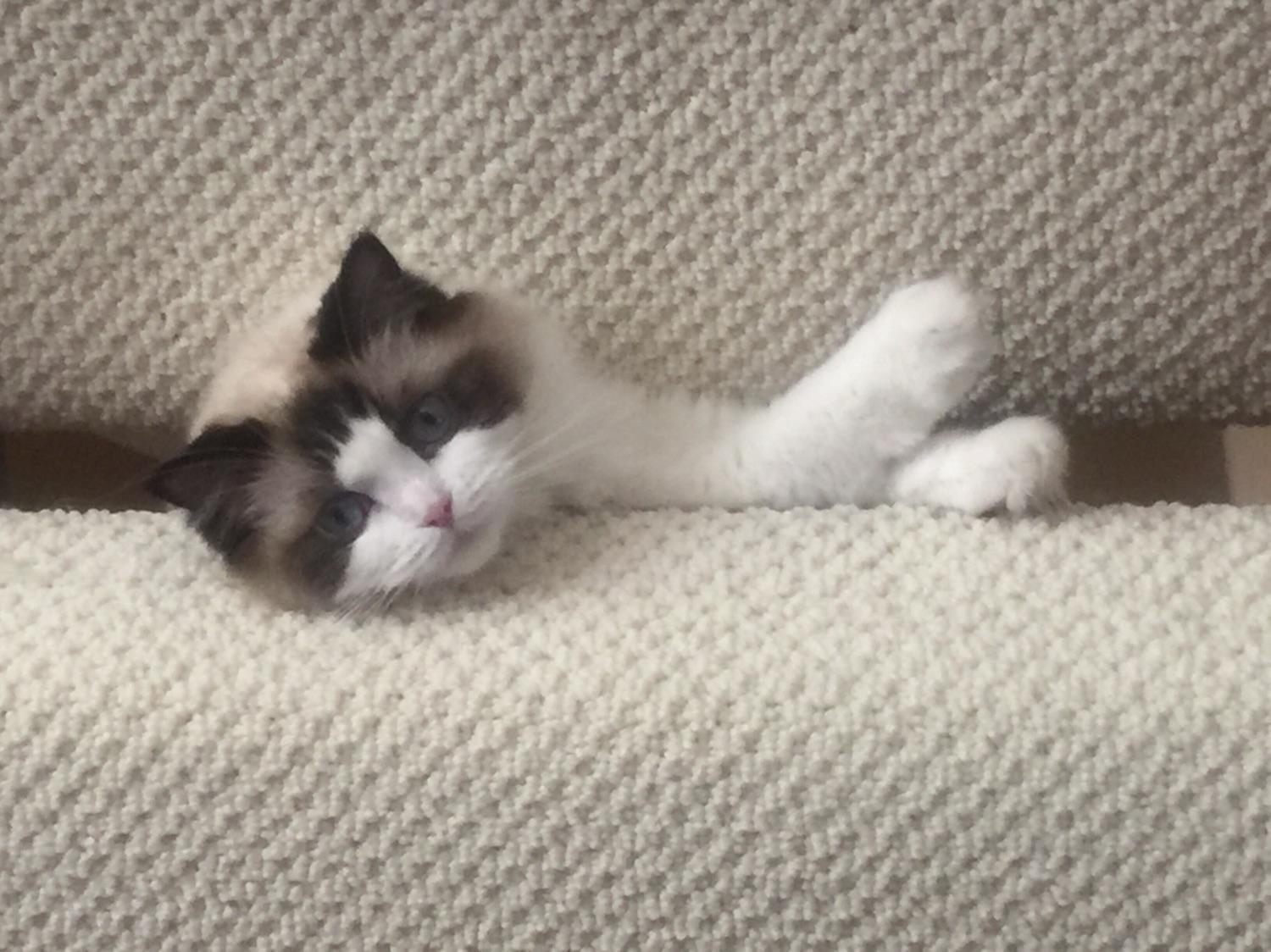 Guess what my cats name is, winner gets my free award Eyebleach