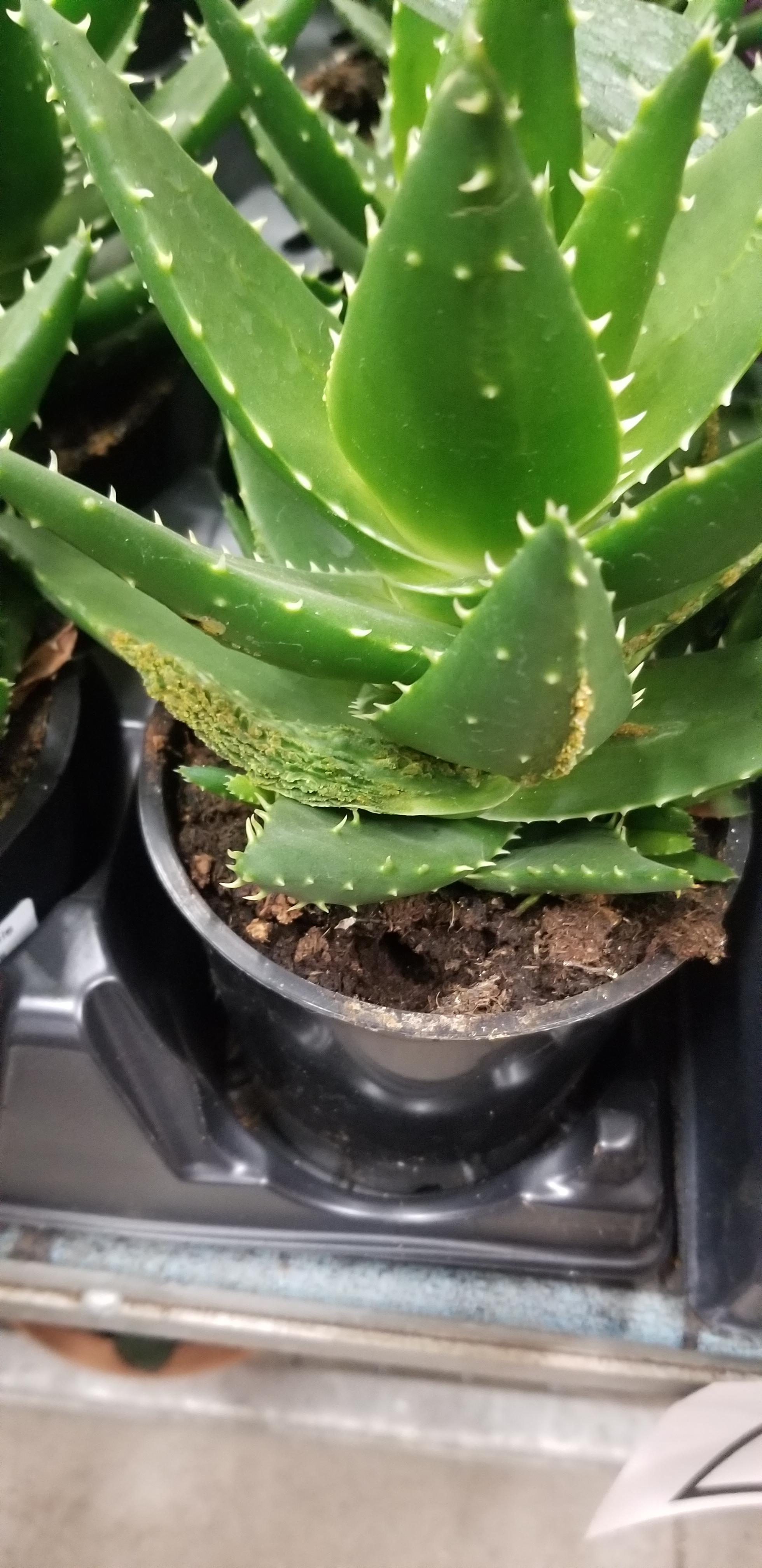 Saw this at Home Depot on an aloe vera, what's going on with it? r/gardening