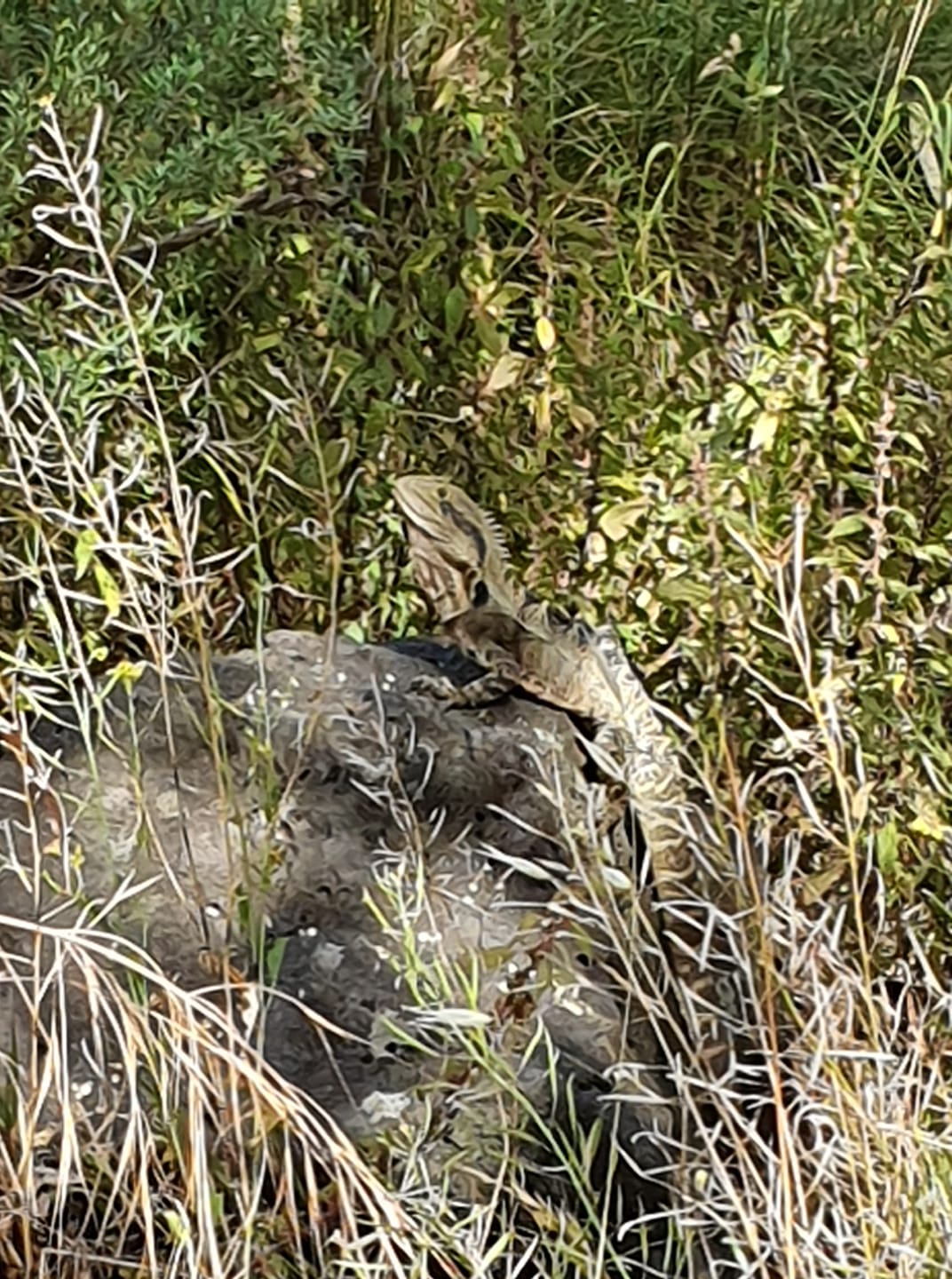 Encountered a dragon yesterday! 🐉 (Eastern water dragon, around a metre