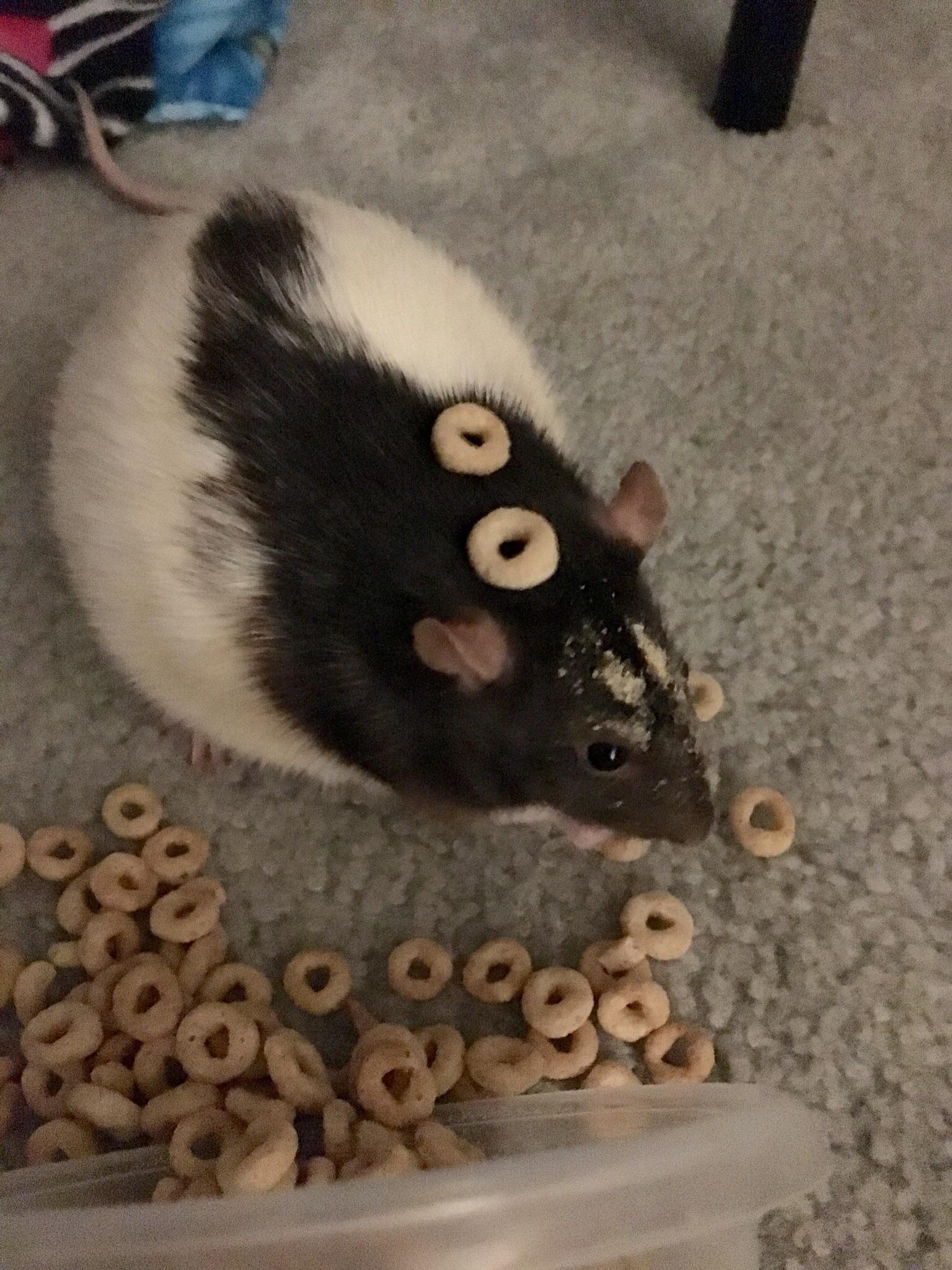 Peanut definitely didn’t steal any Cheerios... r/RATS
