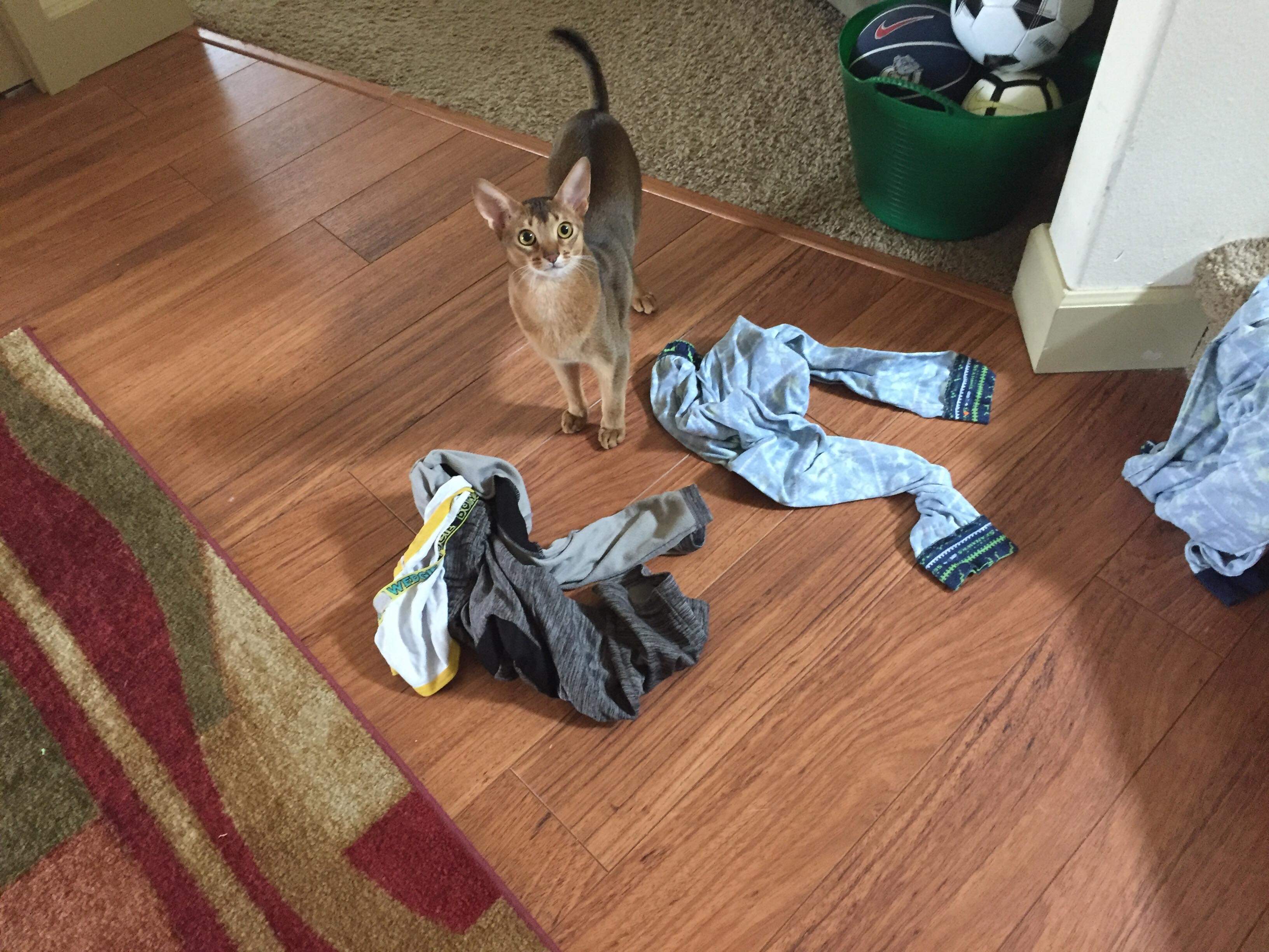 My cat digs in the hamper for my son's dirty clothes and drags them all