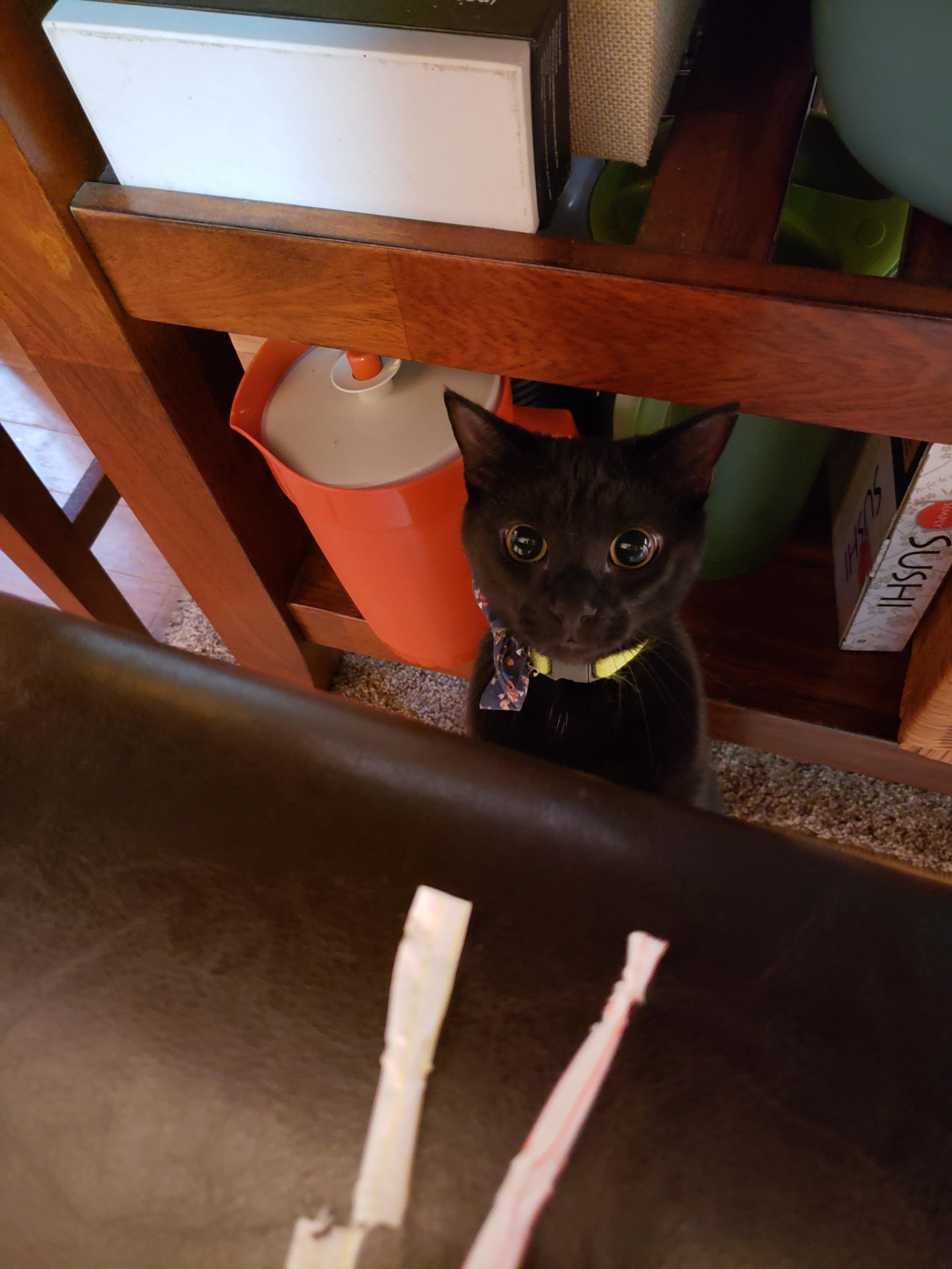 Find someone who looks at you like my cat looks at straws. r/cats