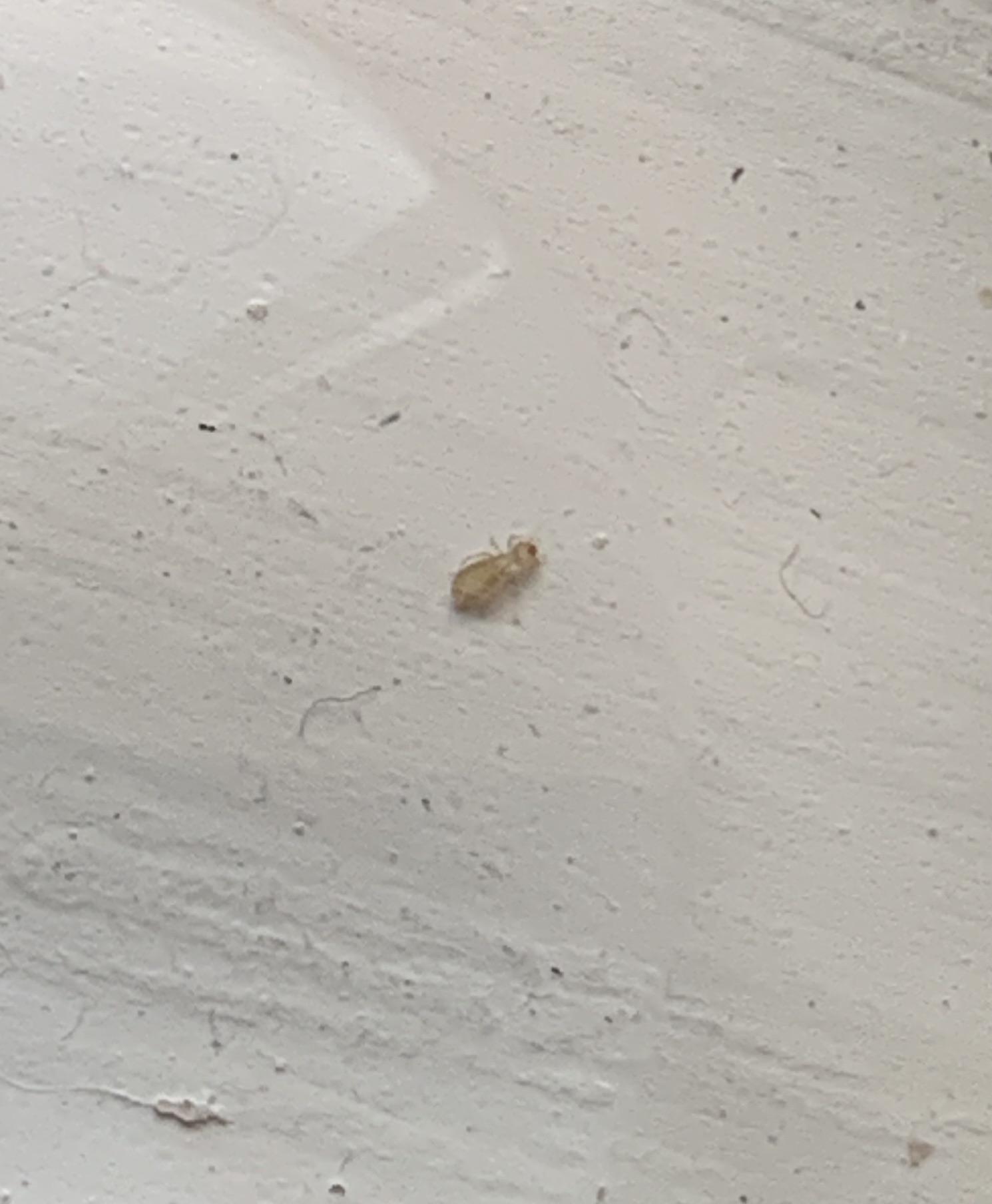 is this a bedbug nymph or something else? Found maybe 10 over 24 hours