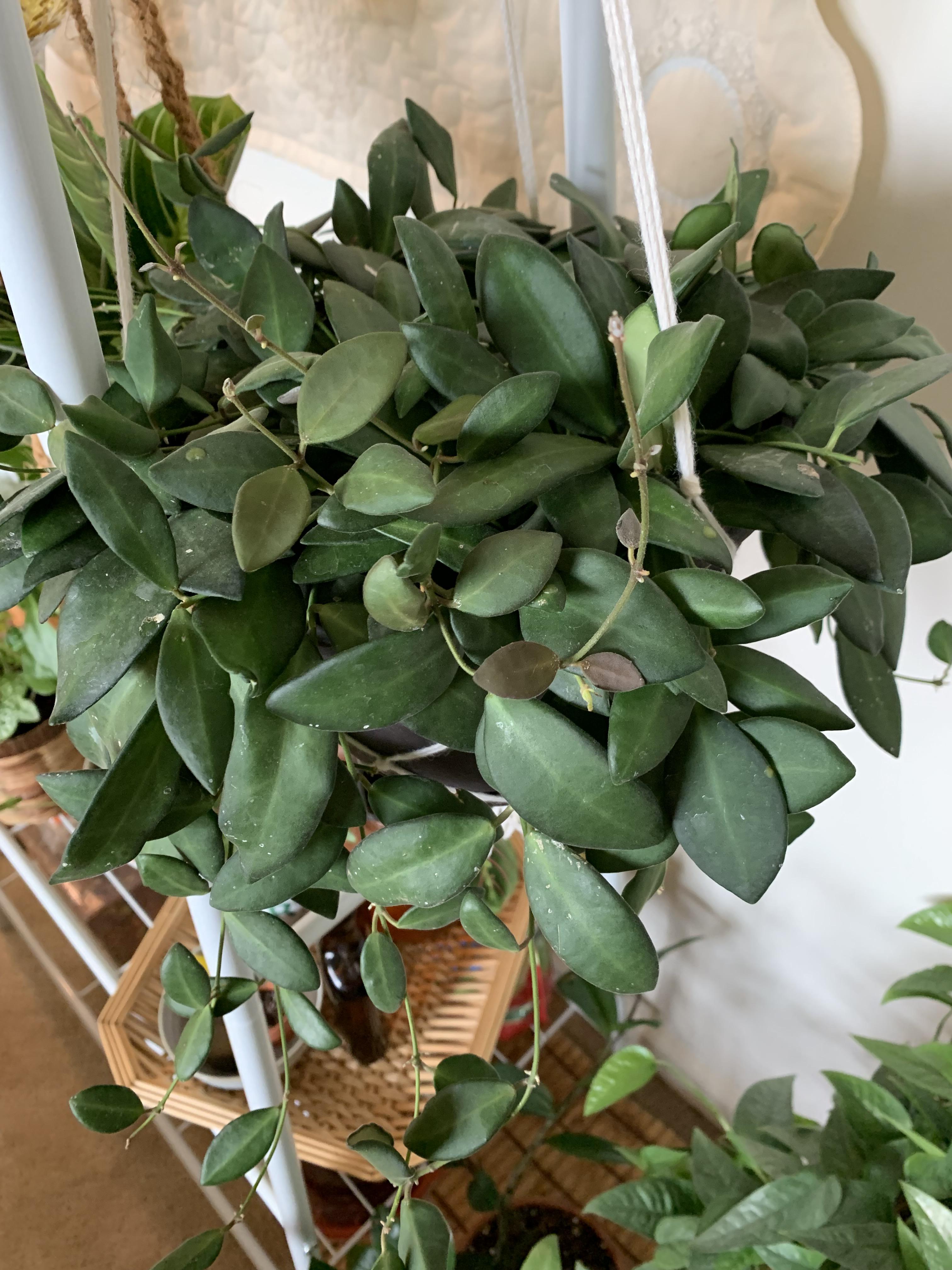 Is this a lipstick plant or Hoya? r/houseplants