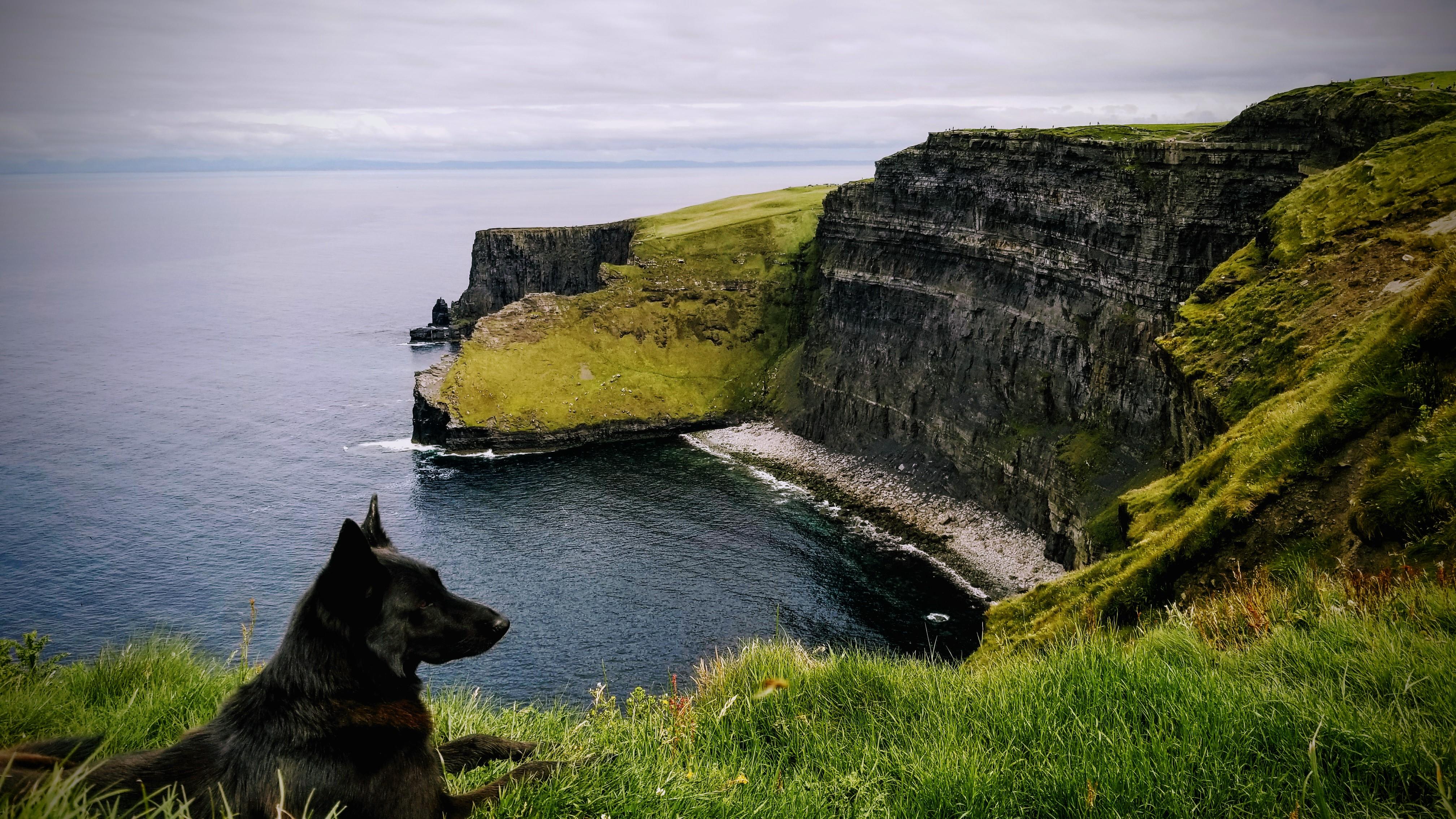 Took a picture of a dog overlooking the cliffs of Moher r/dogpictures