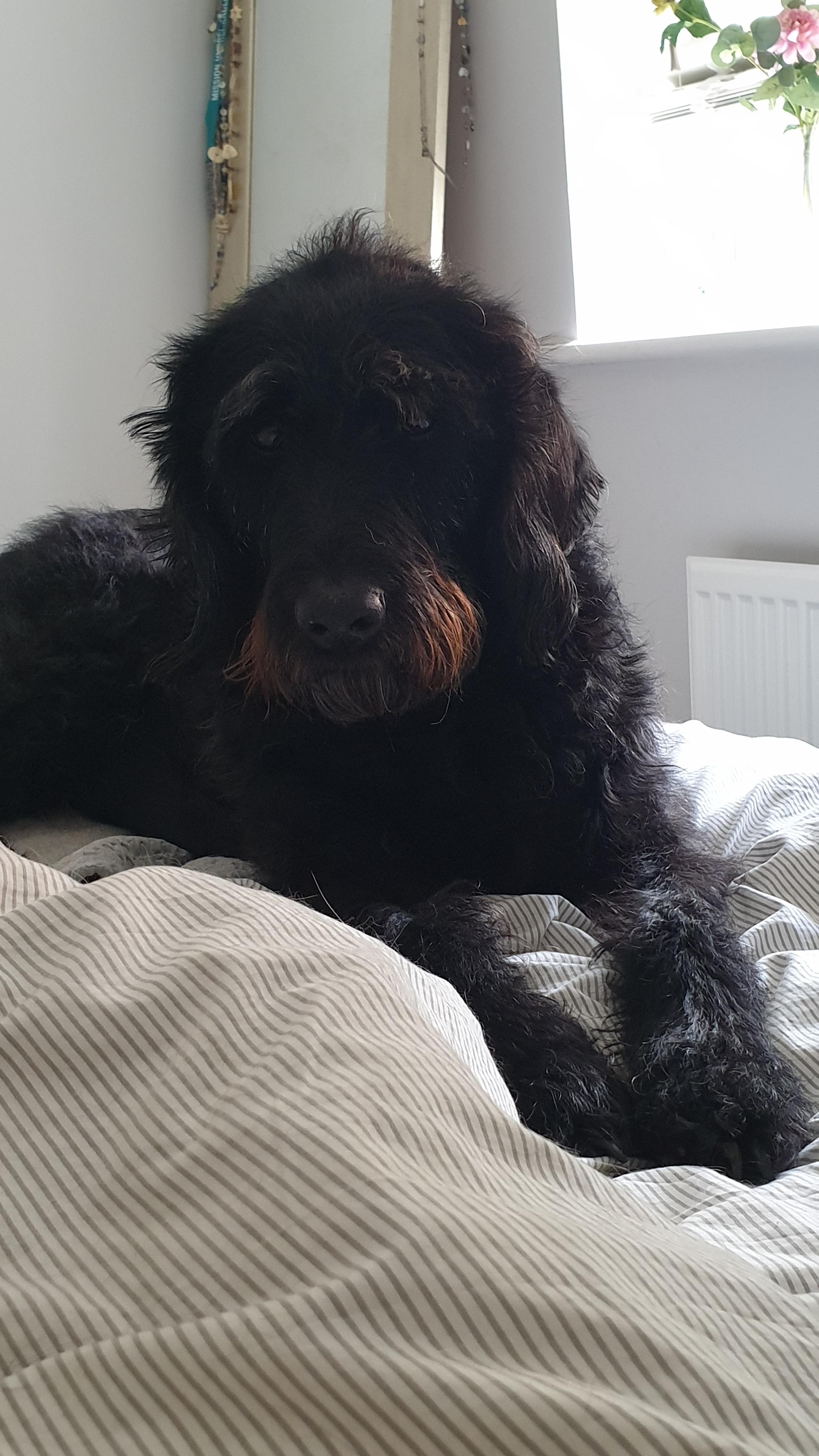 My F1 labradoodle r/labradoodles