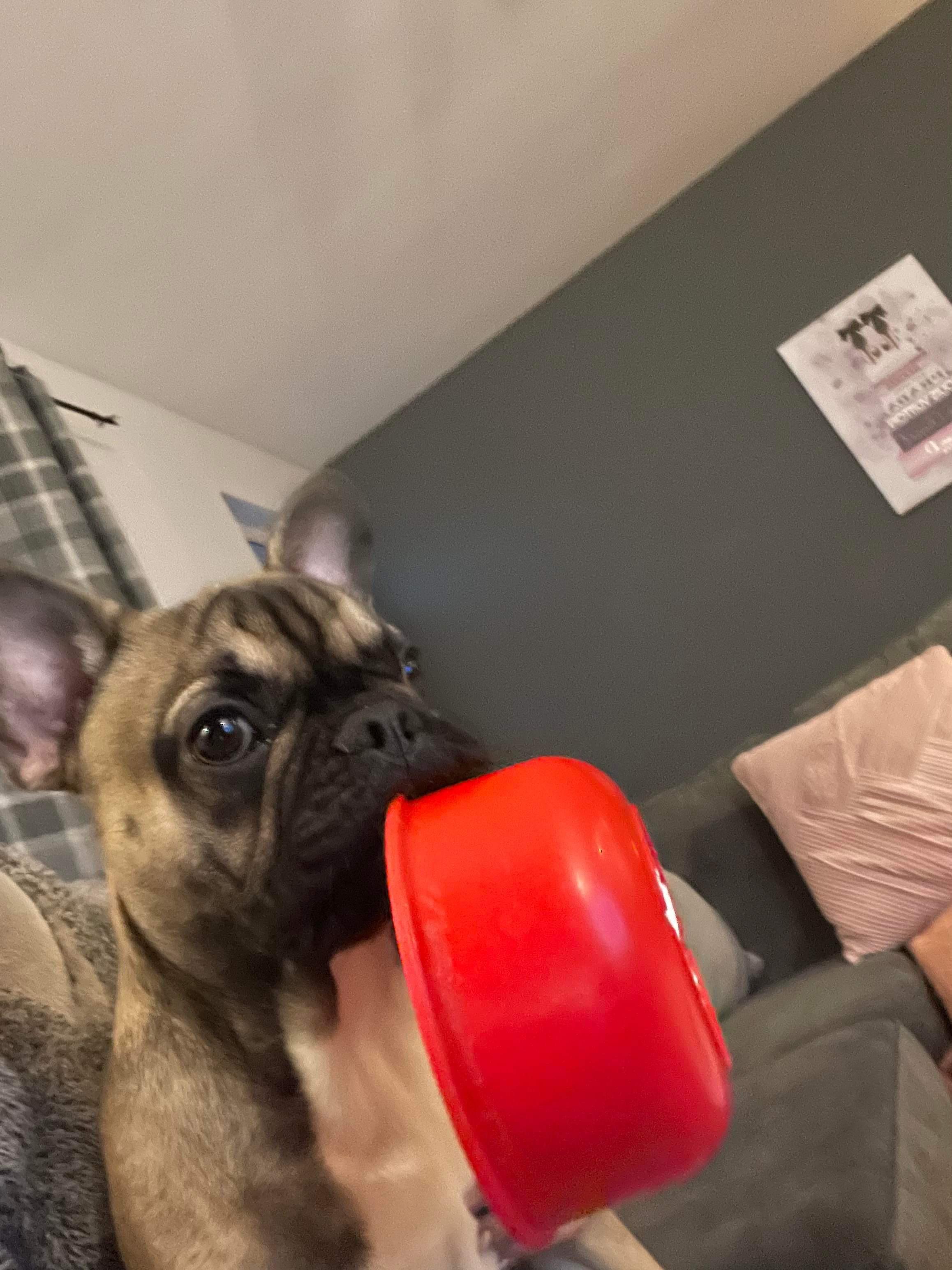 Yes mum I will keep tipping my water and playing with the bowl🙈 r