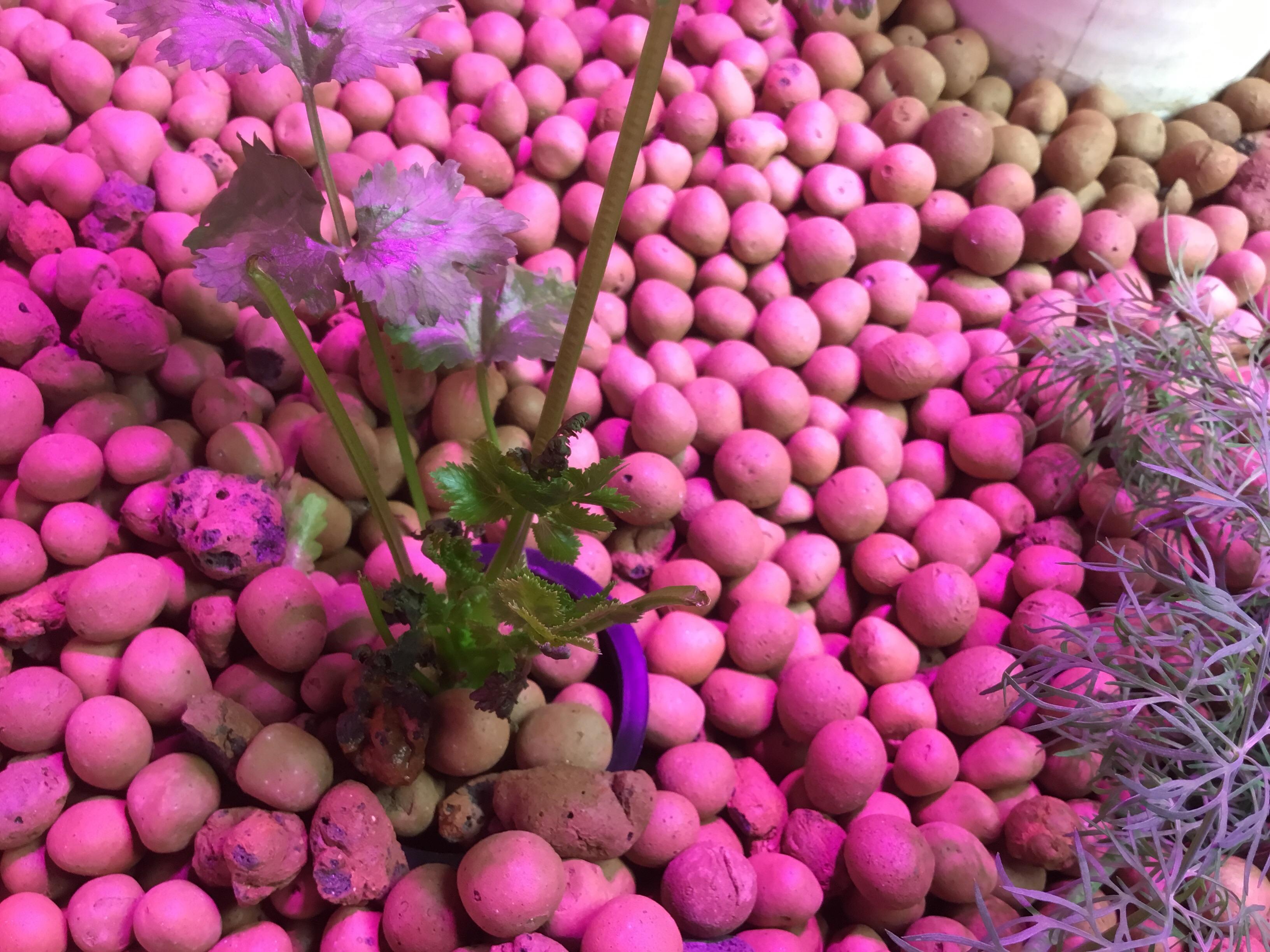 Cilantro leaves curling? Anyone know what causes this? r/hydro