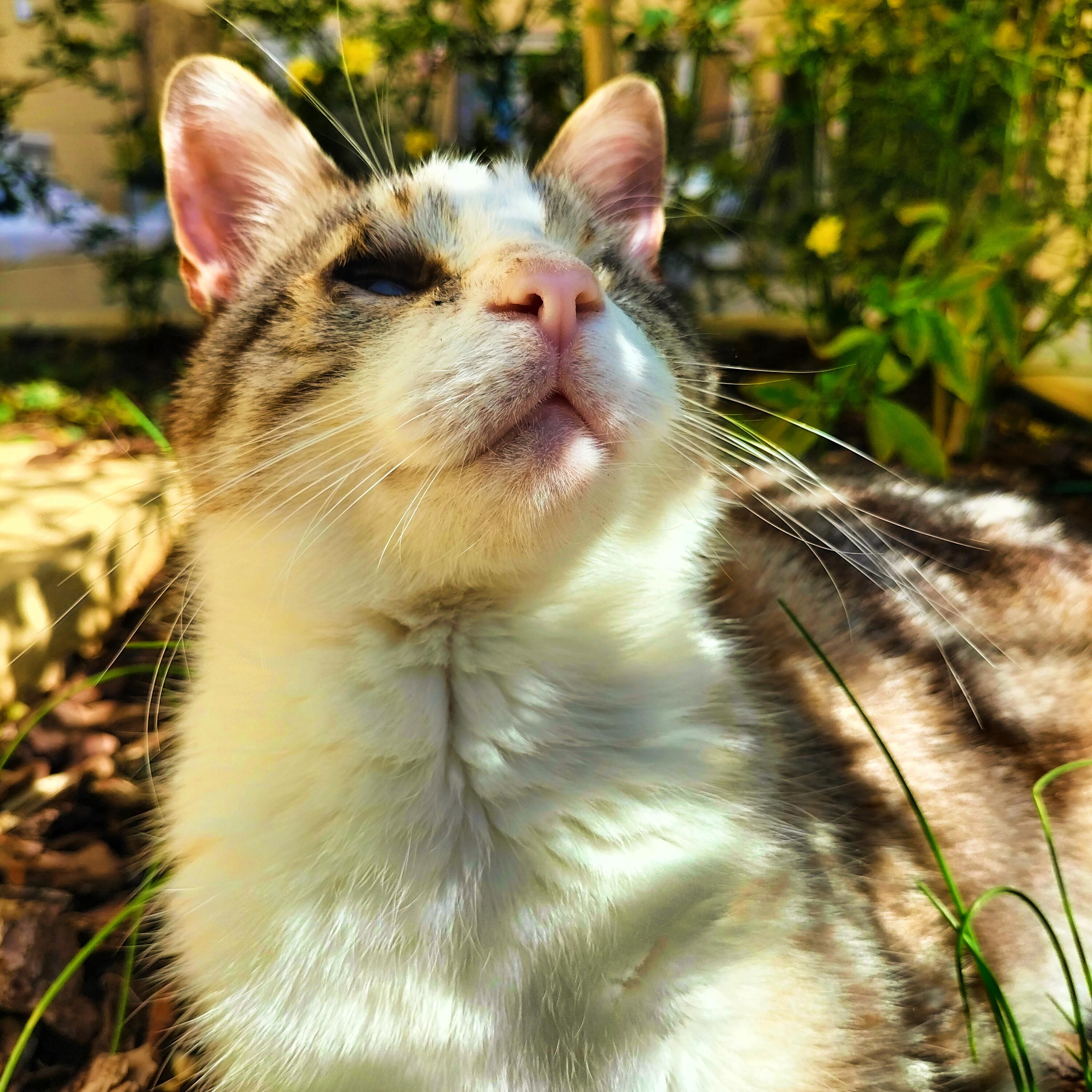 My cat laying down in my garden. r/cats