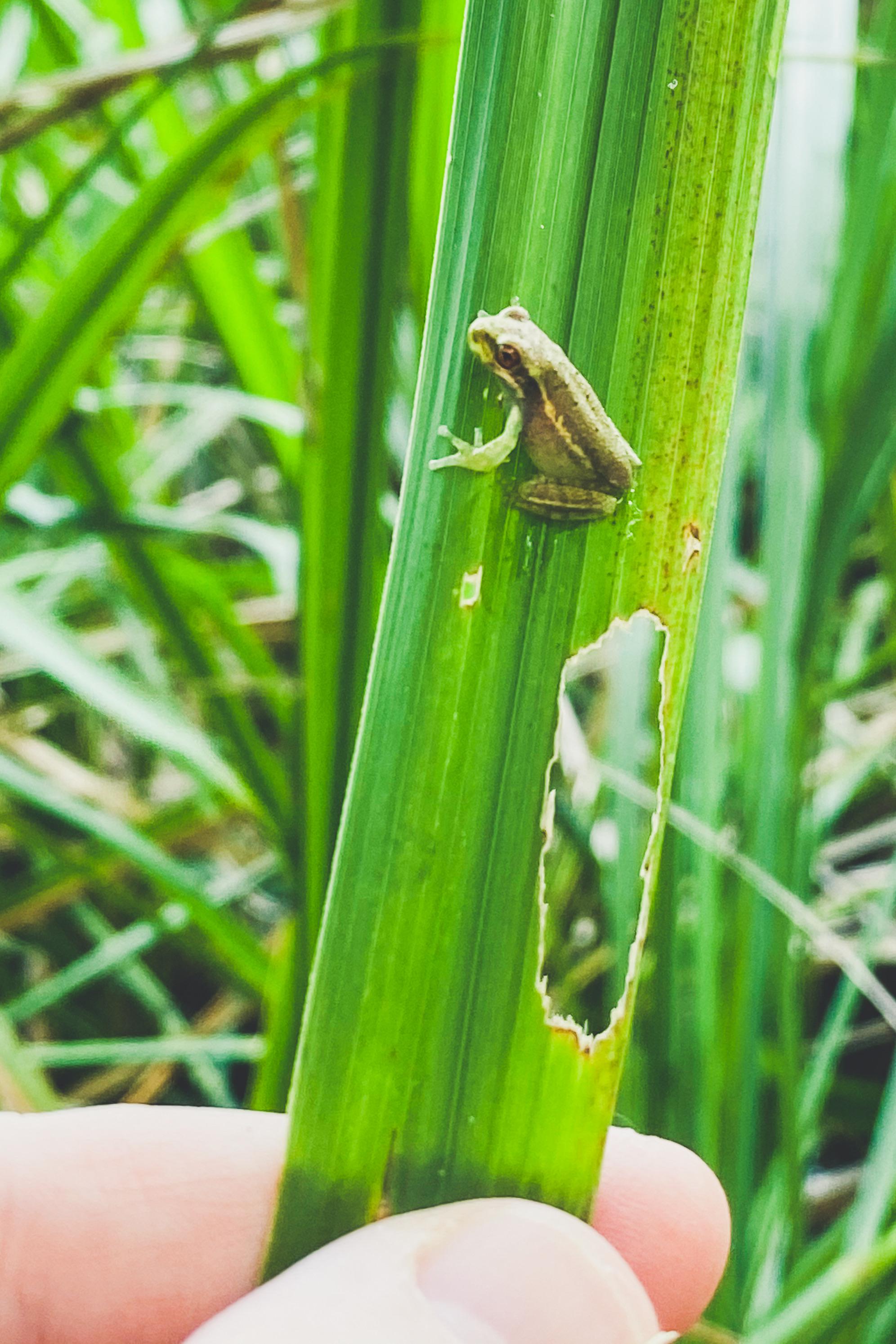 Baby green tree frog, Florida r/frogs