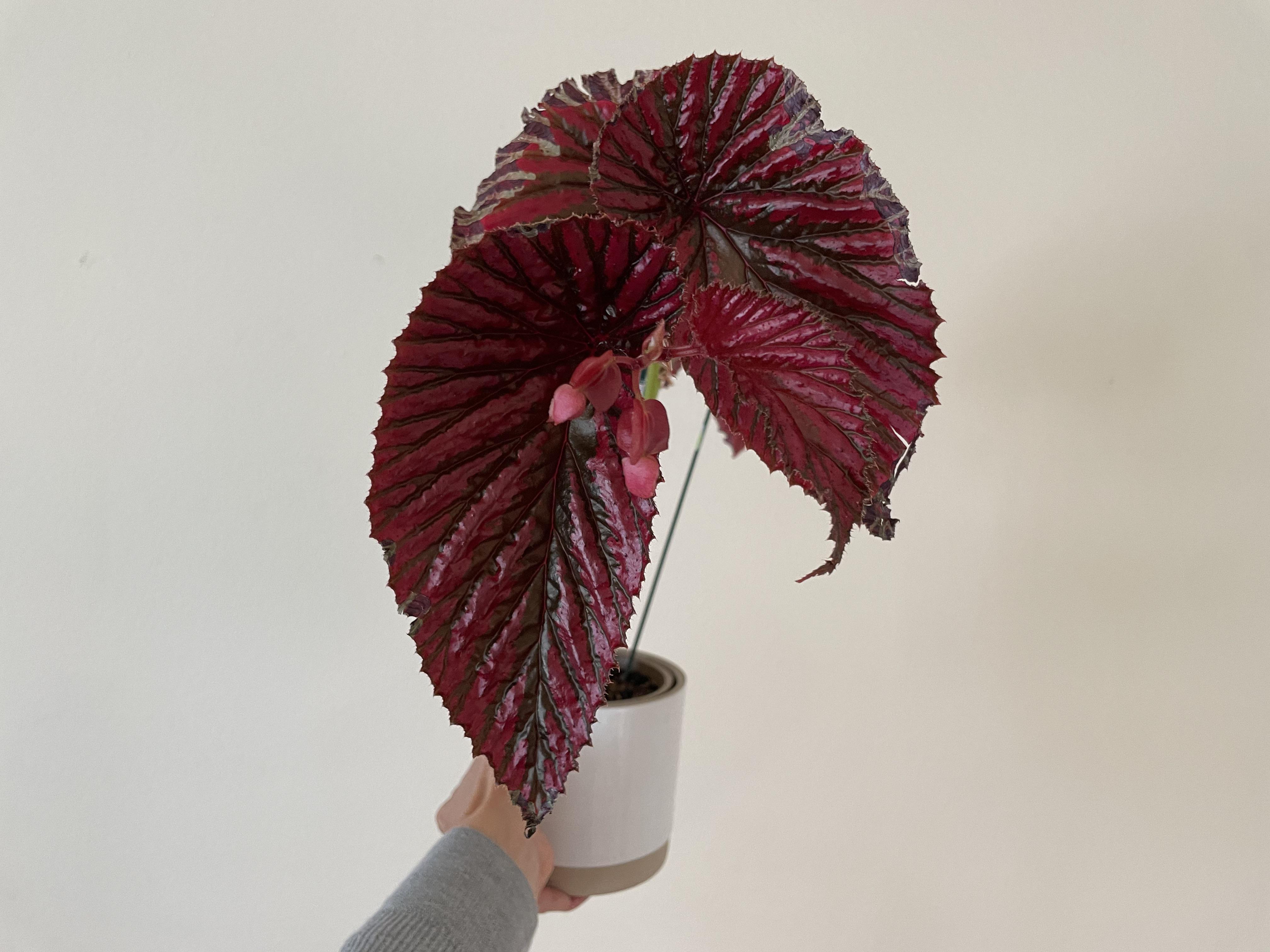 Begonia Rex “Randy MK2” by hybridizer Joe Romero. The cross is Begonia