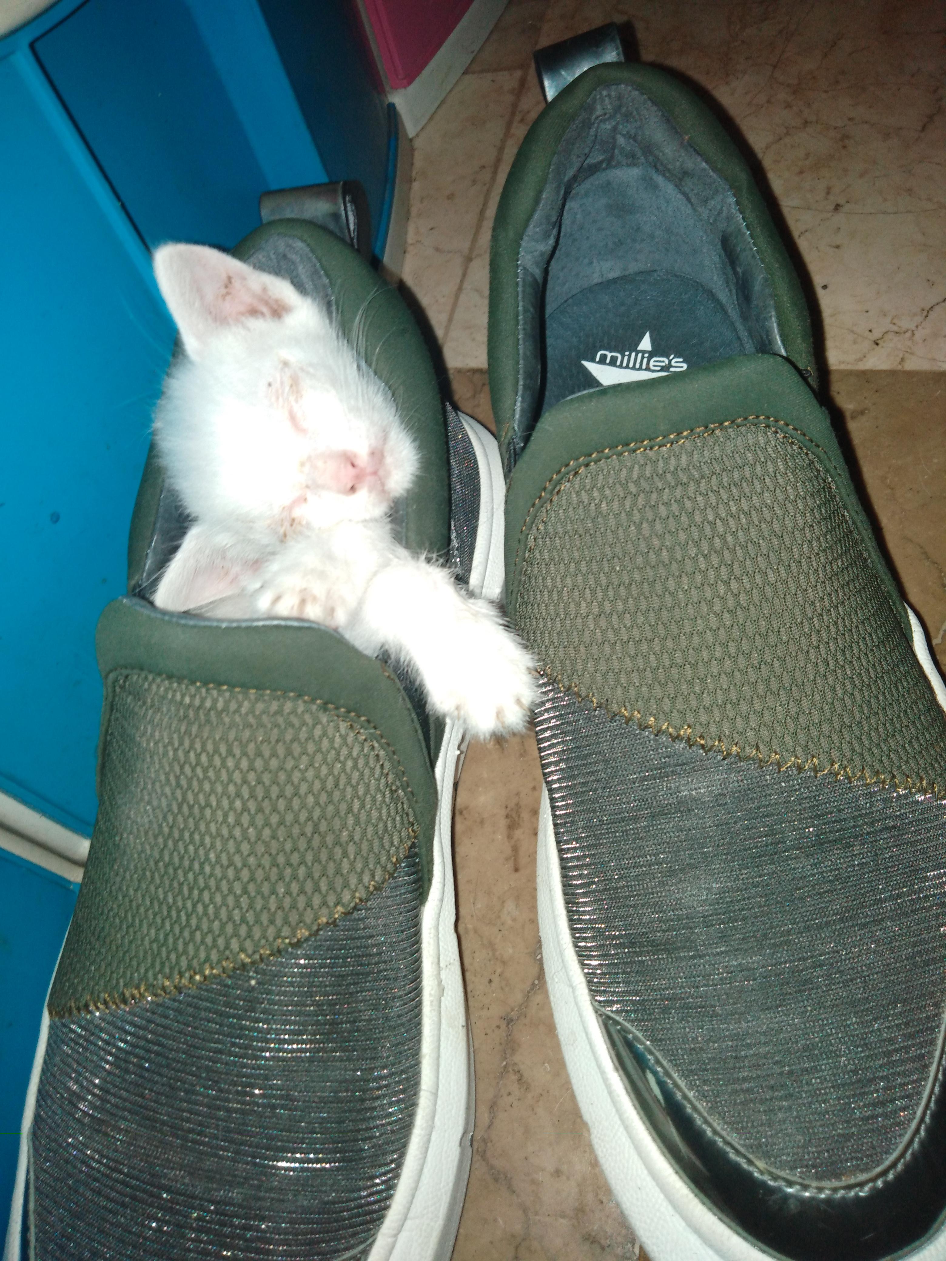 Why do cats love sleeping in shoes? r/Eyebleach