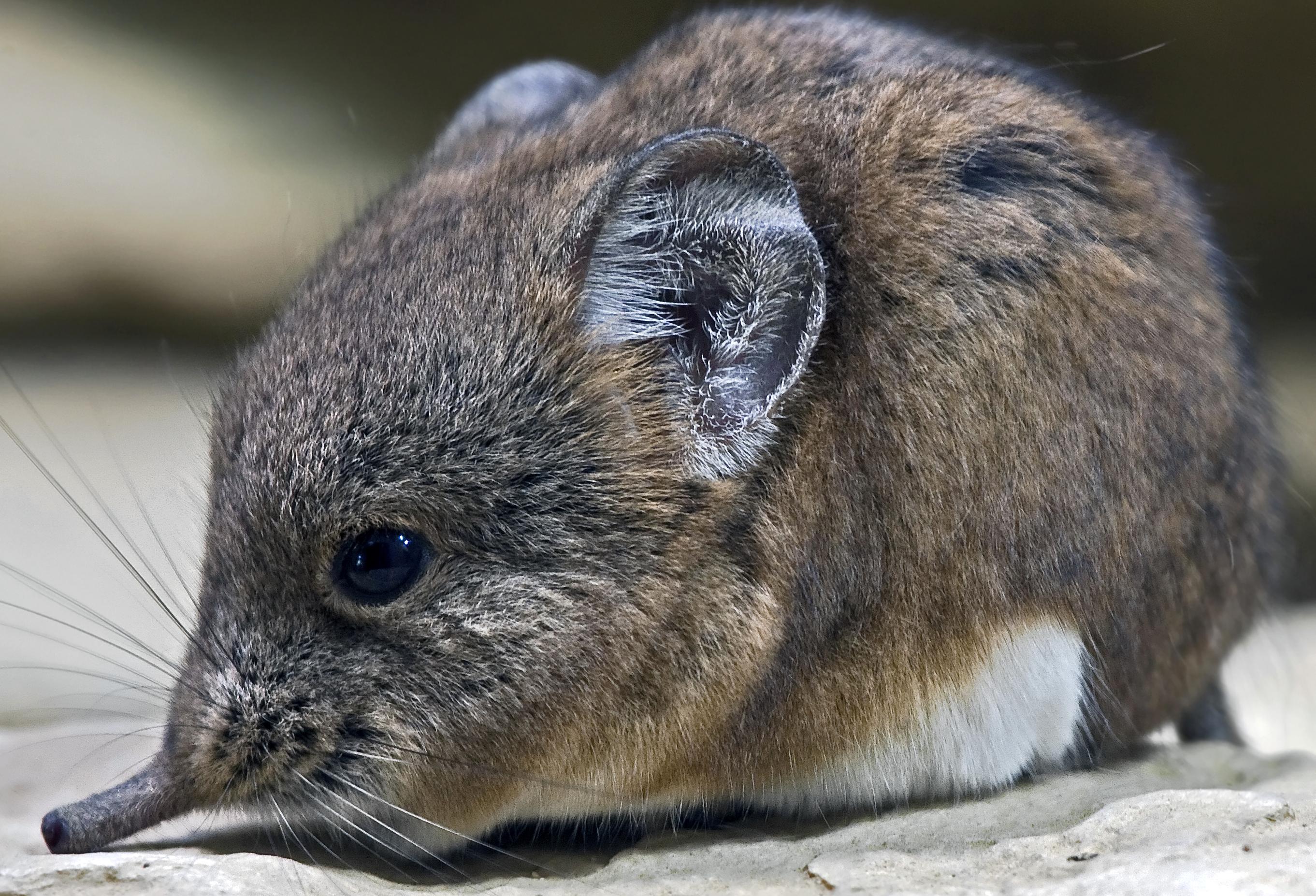 Elephant Shrew Pet