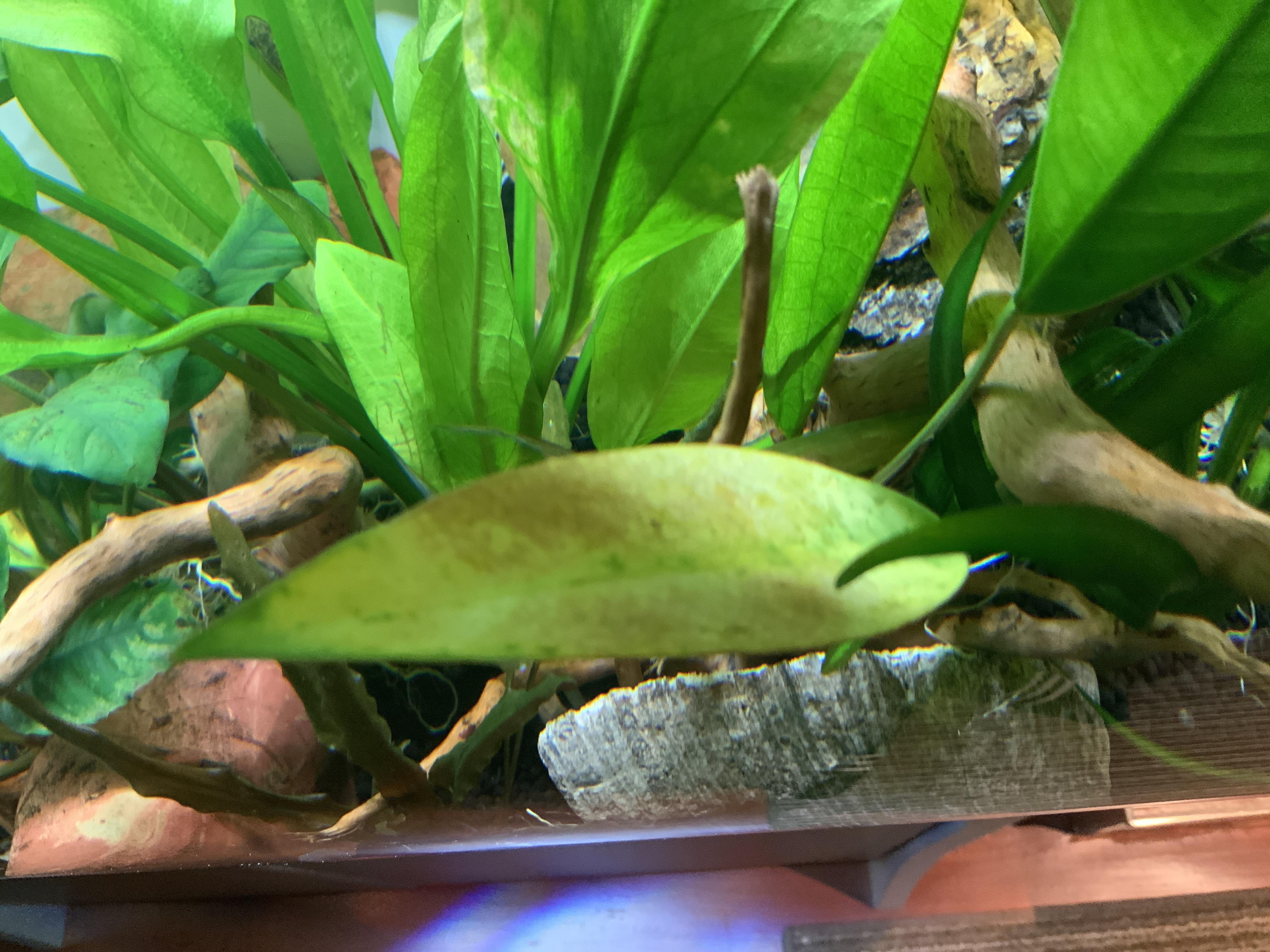 Leaves on these big Anubias plants in my aquarium are turning yellow